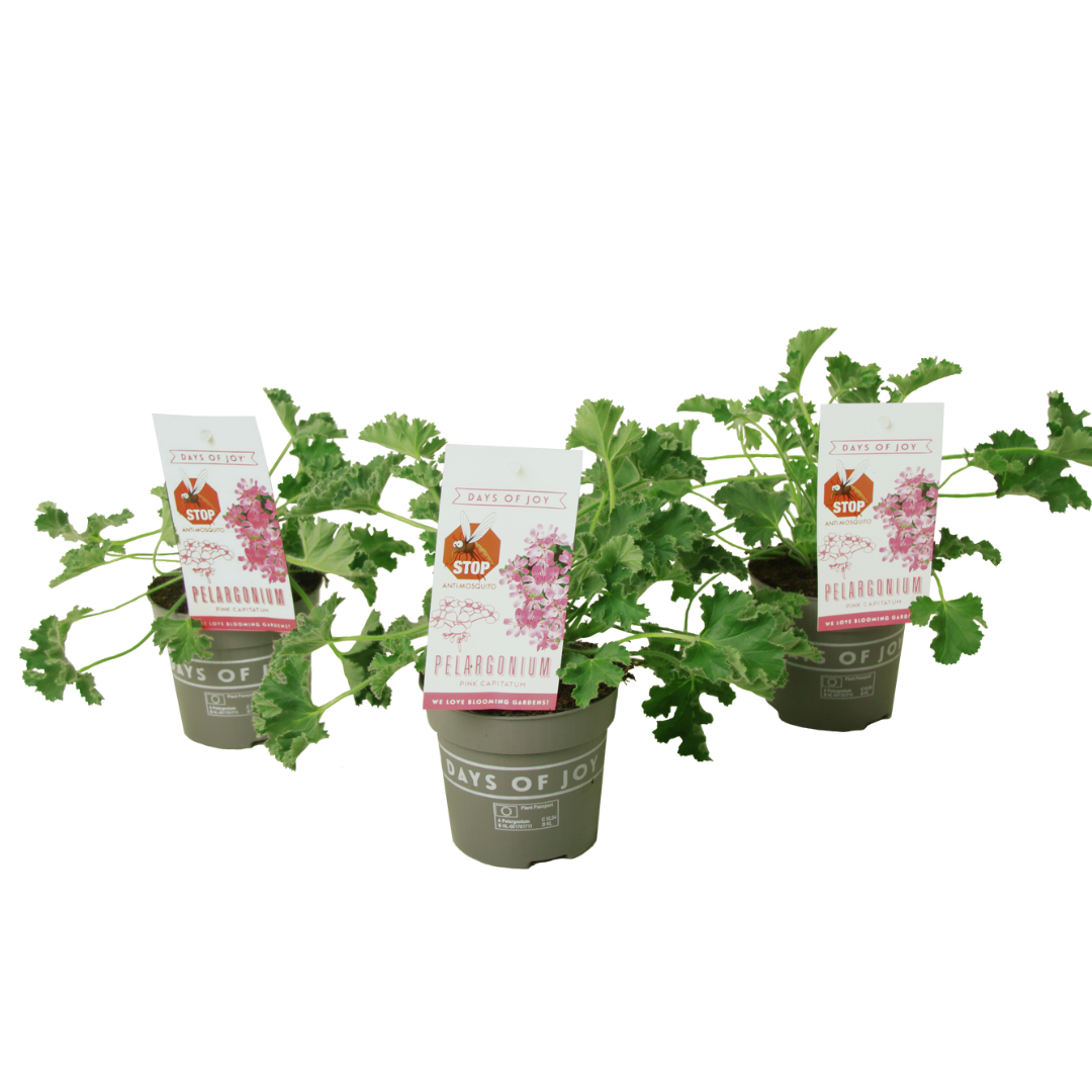Geranium - Set van 3 - Pelargonium'Pink Capitatum'- Hoogte 15-25cm -⌀10cm afbeelding