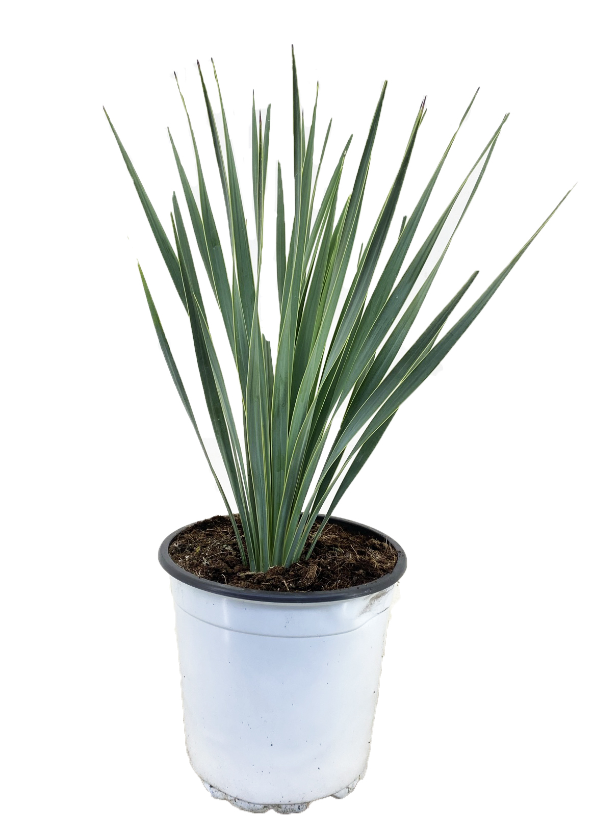 Palmlelie - Yucca rostrata - Hoogte 35-45cm -⌀17cm afbeelding