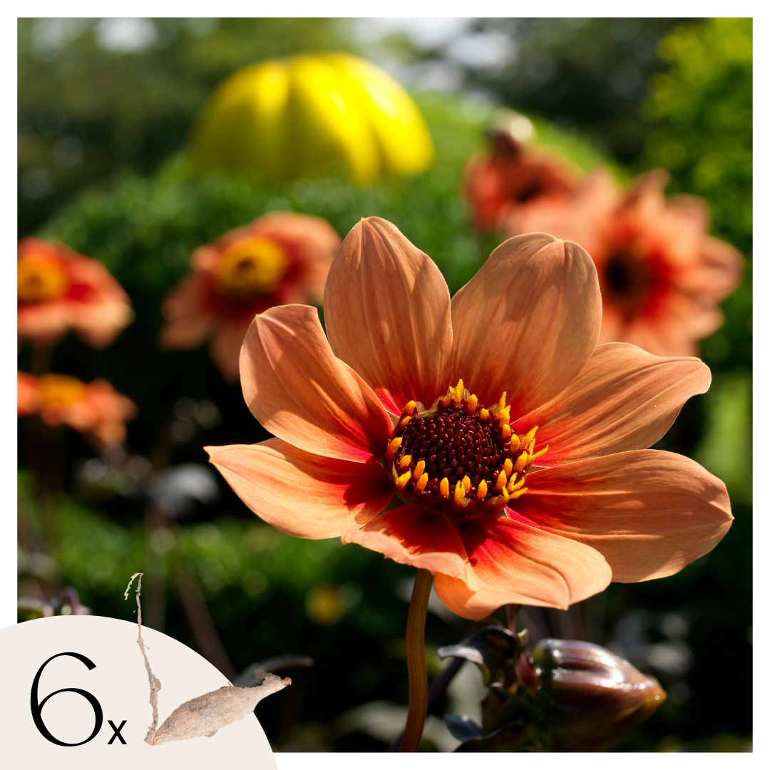 Dahliaknollen - Set van 6 - Dahlia'Happy Single'- Oranje afbeelding