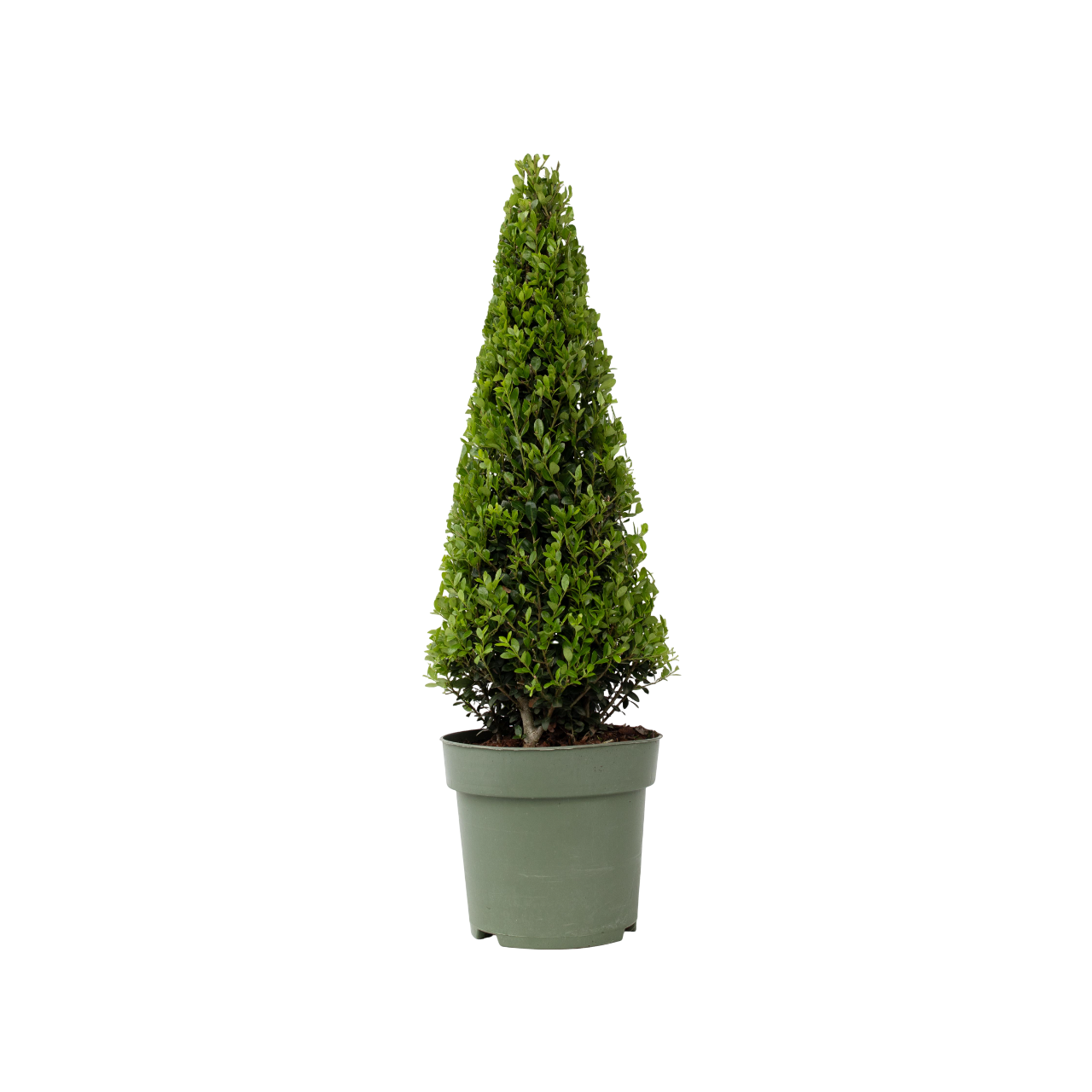 Japanse hulst - Ilex crenata'Jenny'- Hoogte 55-65cm -⌀21cm afbeelding