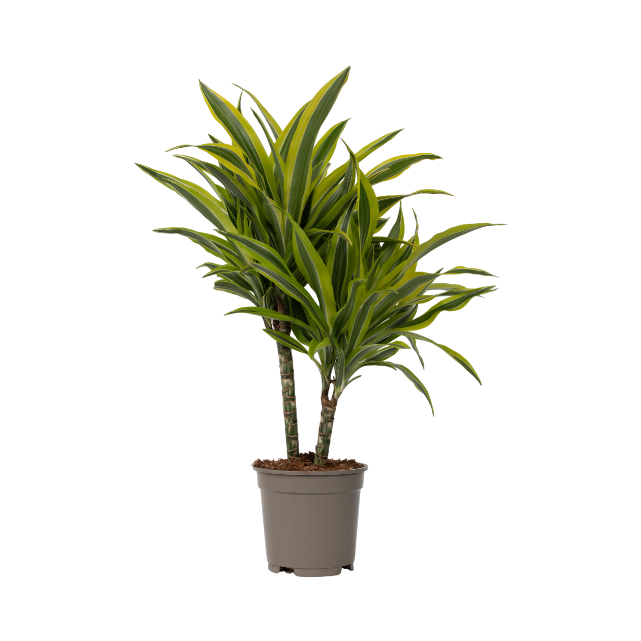 Drakenbloedboom - Dracaena deremensis'Lemon Lime'- Hoogte 60-70cm -⌀17cm afbeelding