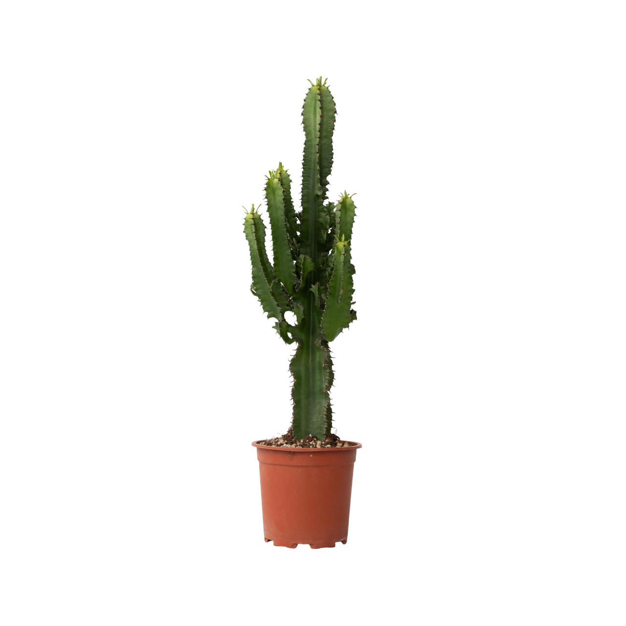 Cowboycactus - Euphorbia ingens - Hoogte 50-60cm -⌀17cm afbeelding