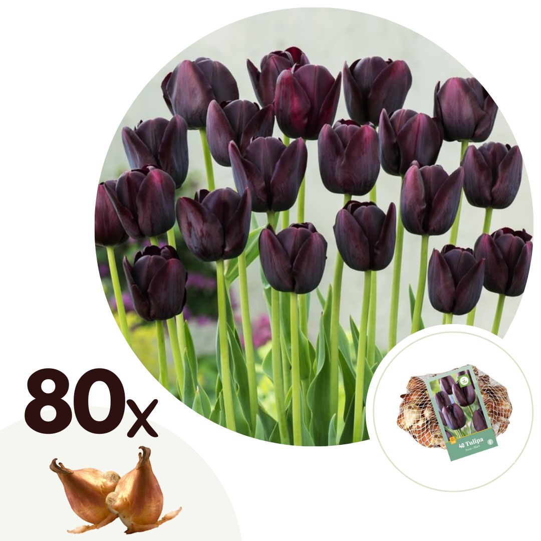 Tulpenbollen - Set van 80 - Tulipa'Queen of Night'- Bloembollen - Paars afbeelding