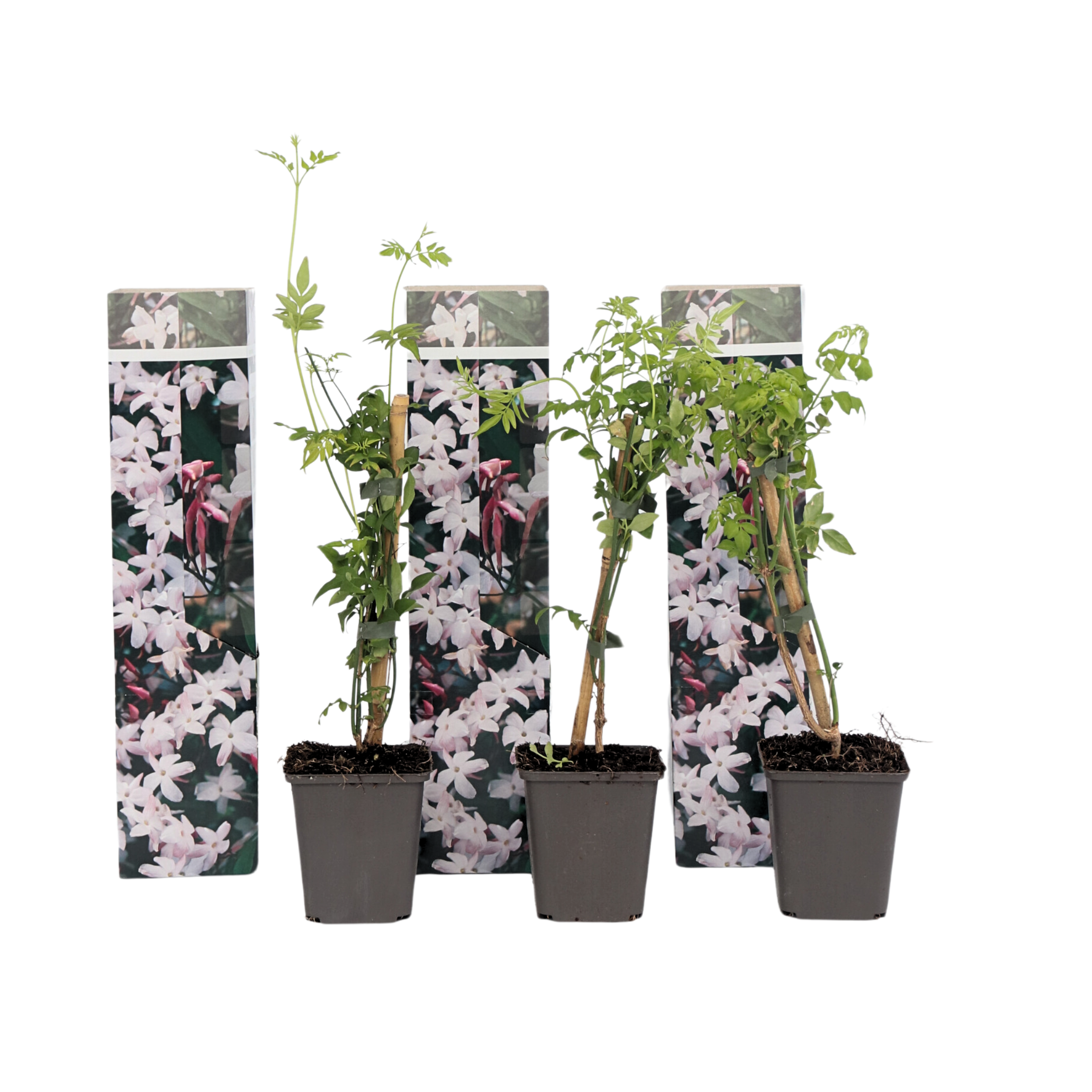 Jasmijn - Set van 3 - Jasminum'Officinale'- Hoogte 25-40cm -⌀9cm afbeelding