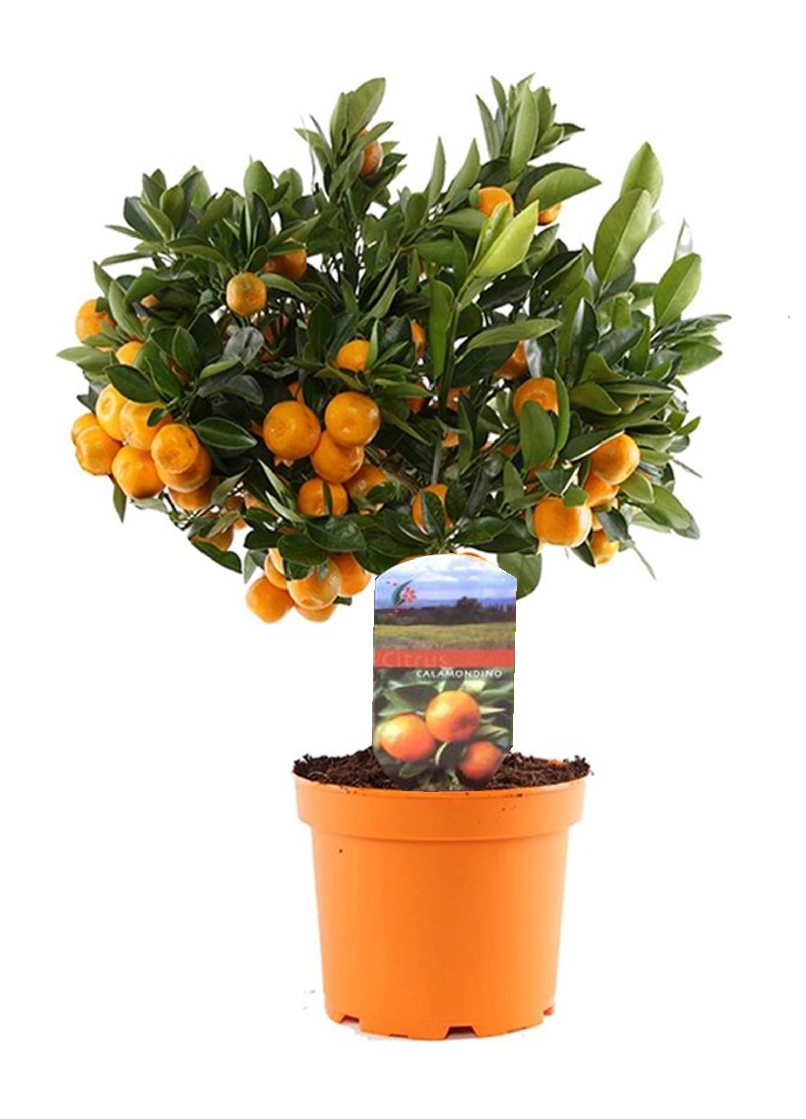Sinaasappelboom - Citrus microcarpa'Calamondin'- Hoogte 35-40cm -⌀14cm afbeelding