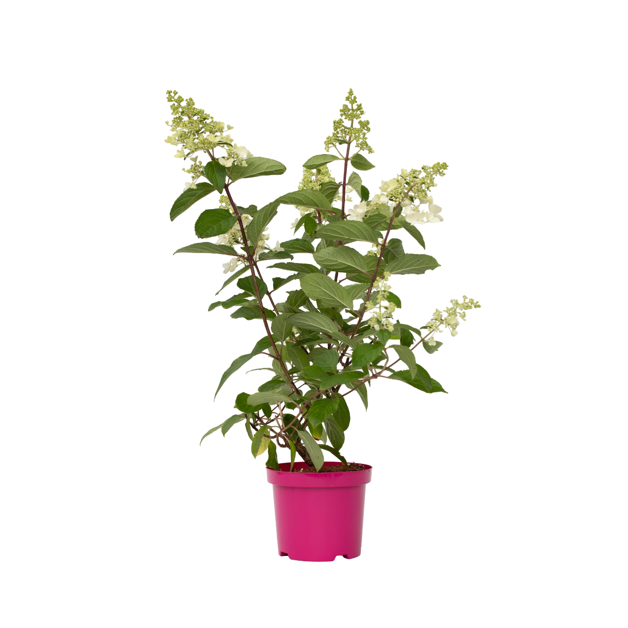 Pluimhortensia - Set van 4 - Hydrangea'Pinky Winky'- Hoogte 25-40cm -⌀19cm afbeelding
