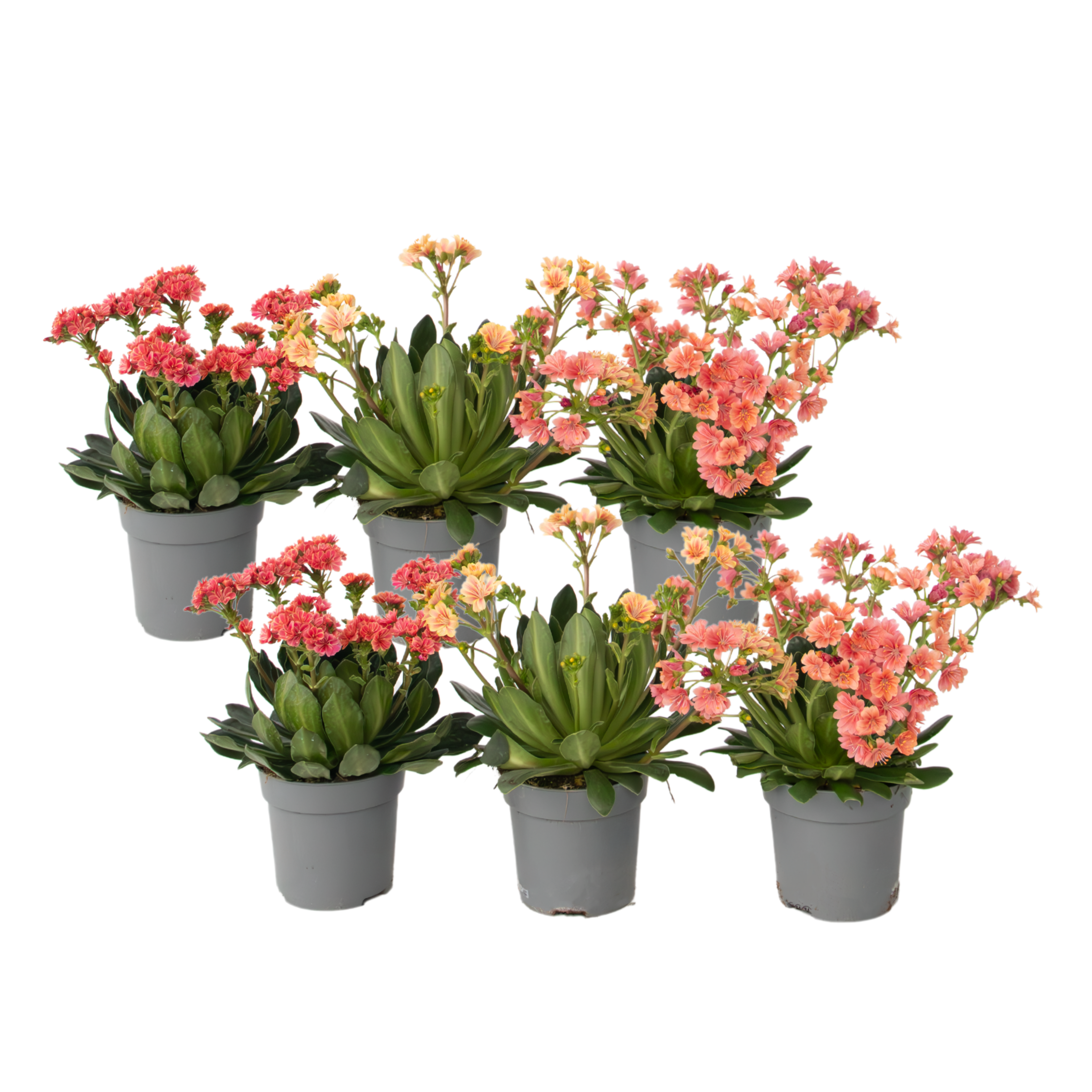 Bitterkruid - Set van 6 - Lewisia cotyledon - Hoogte 10-20cm -⌀10cm afbeelding