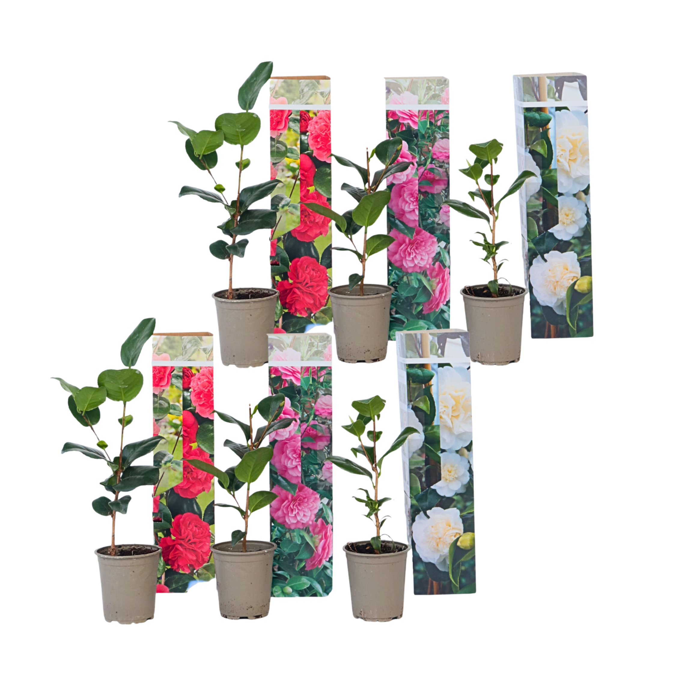 Japanse Roos - Set van 6 - Camellia japonica - Hoogte 25-40cm -⌀9cm afbeelding