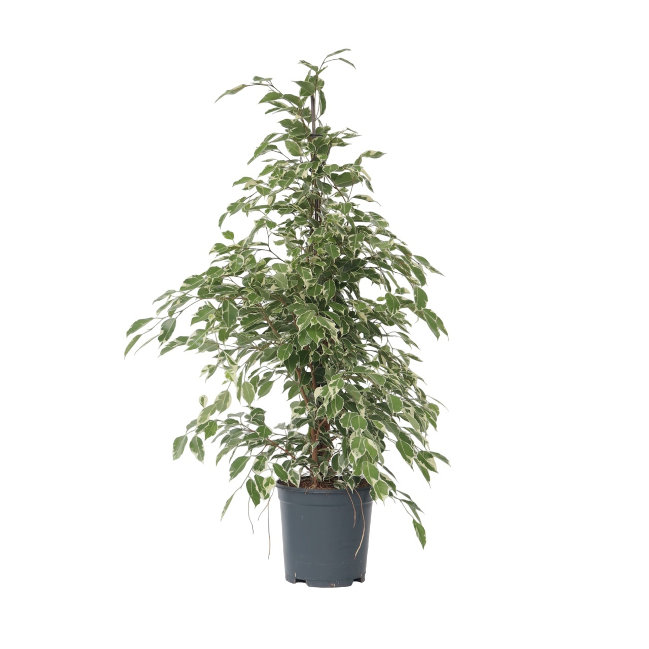 Treurvijg - Ficus Benjamina'Twilight'- Hoogte 100-110cm -⌀21cm afbeelding