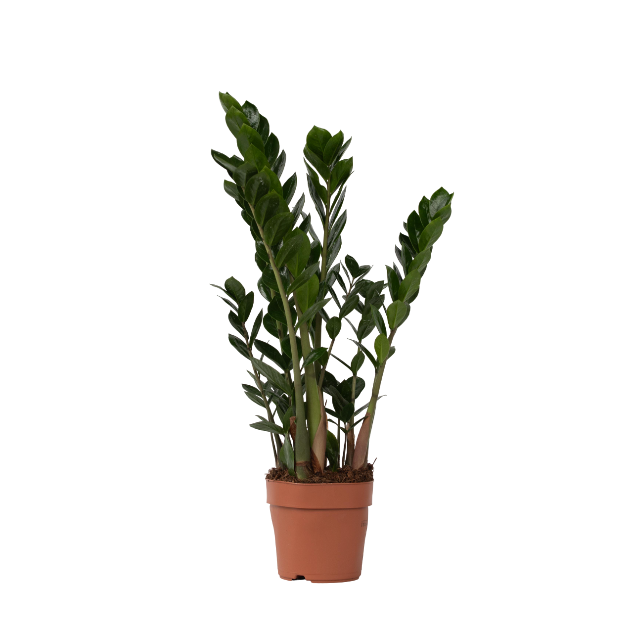 ZZ-plant - Zamioculcas Zamiifolia - Hoogte 55-65cm -⌀17cm afbeelding