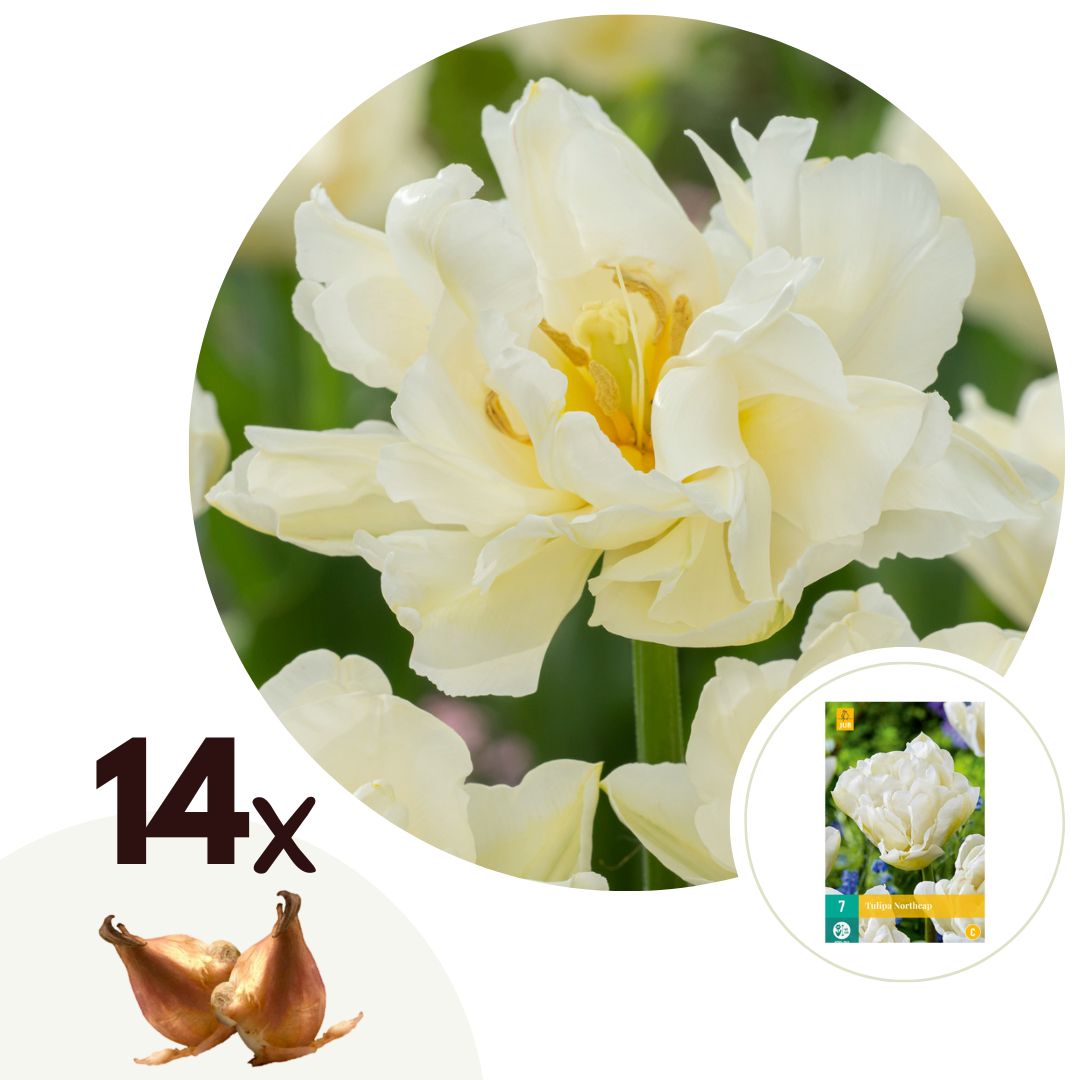 Tulpenbollen - Set van 14 - Tulipa'Northcap'- Bloembollen - Geel afbeelding