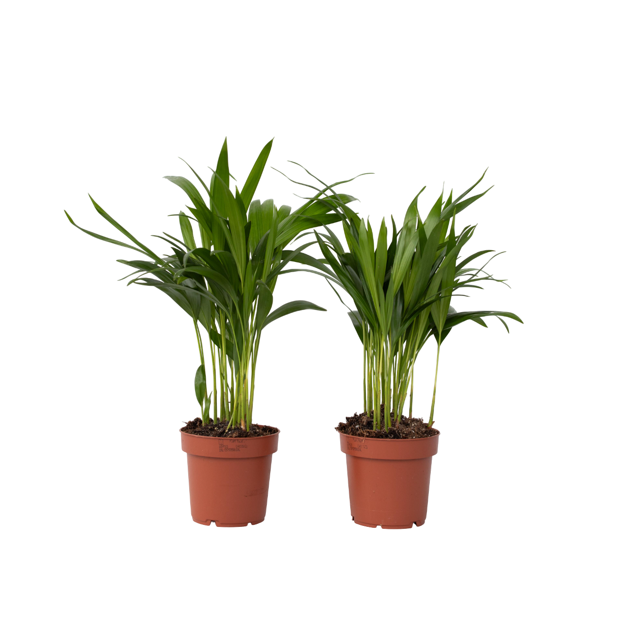 Areca goudpalm - Set van 2 - Dypsis lutescens - Hoogte 30-45cm -⌀12cm afbeelding