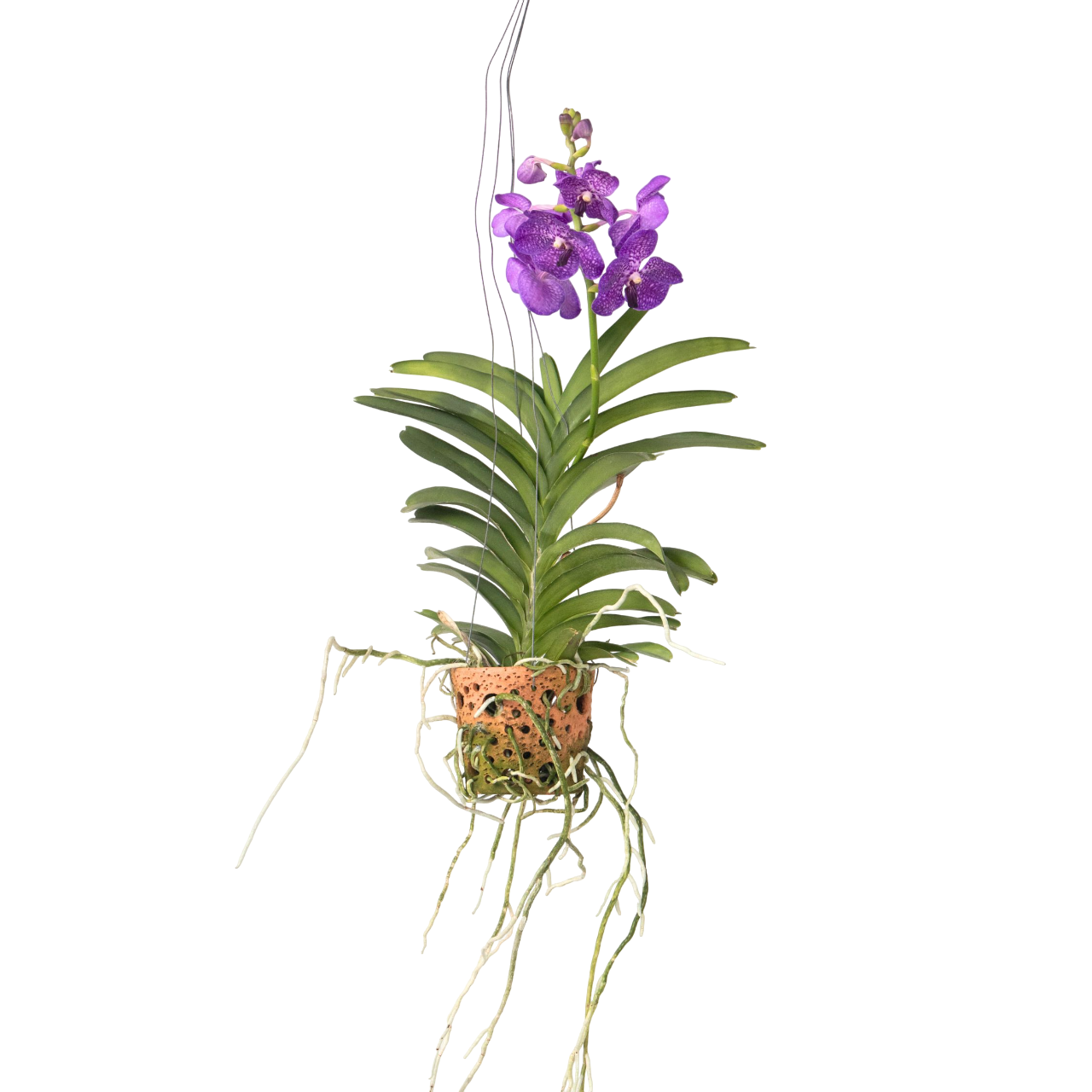 Orchidee - Vanda'Blue'- Hoogte 45-55cm -⌀12cm afbeelding