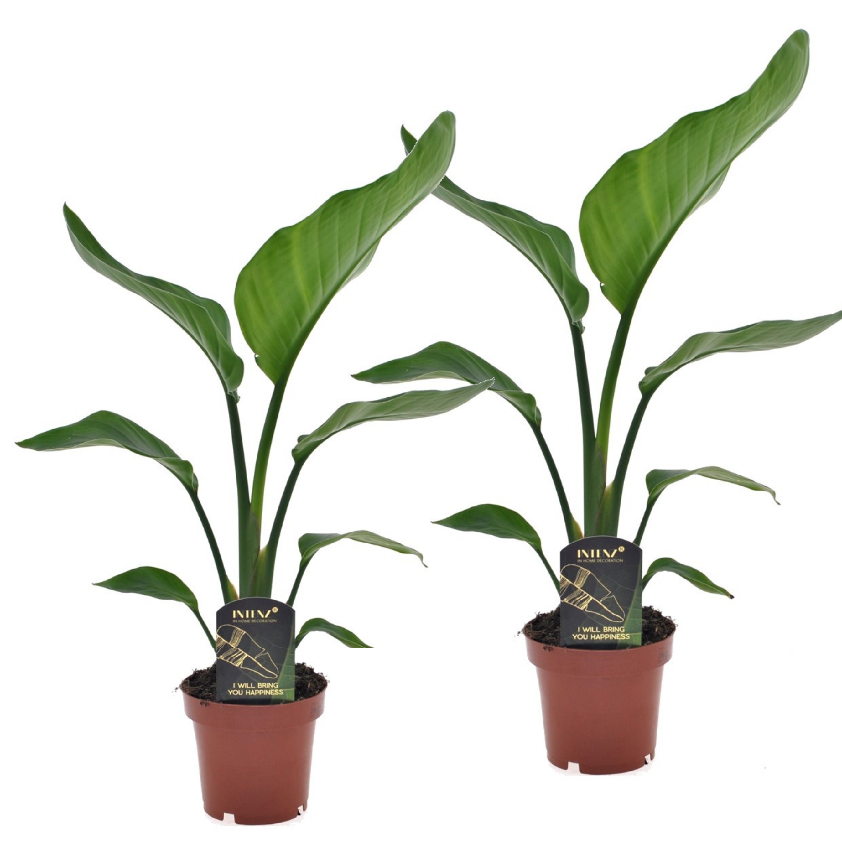Paradijsvogelplant - Set van 2 - Strelitzia nicolai - Hoogte 40-50cm -⌀12cm afbeelding