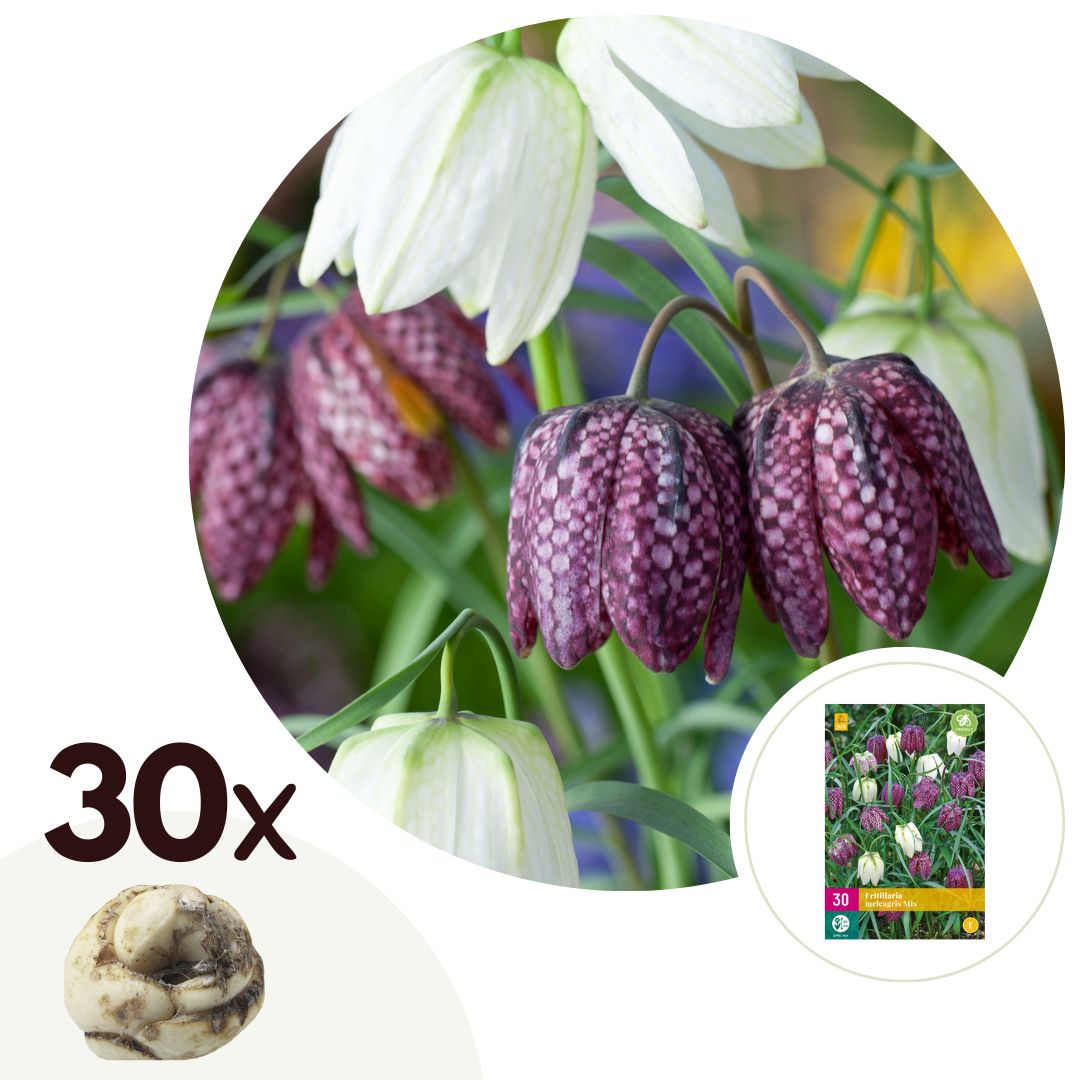 Wilde kievitsbloem - Set van 30 - Fritillaria'meleagris'- Bloembollen afbeelding
