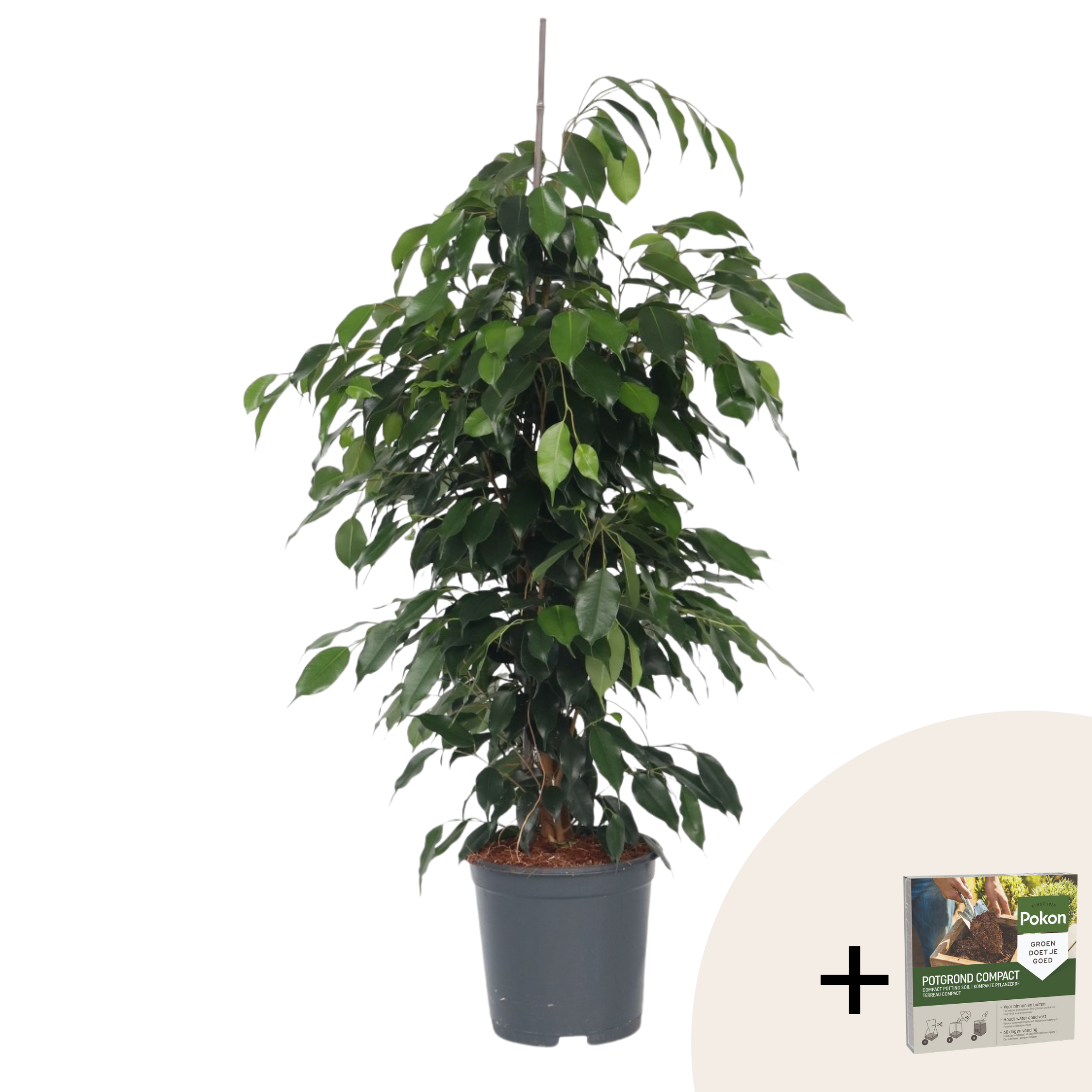 Treurvijg - Ficus benjamina'Danielle'- Hoogte 100-110cm -⌀21cm afbeelding