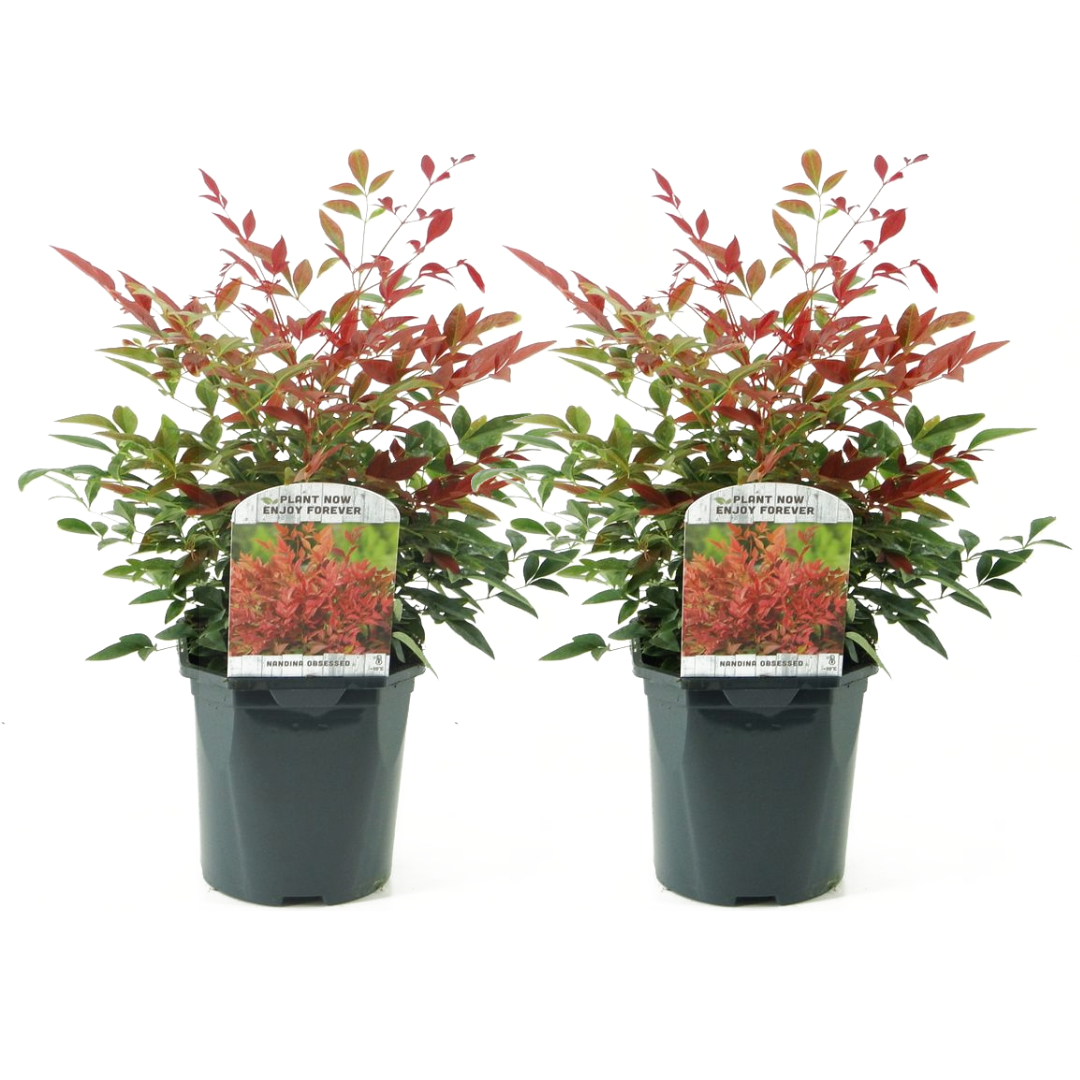 Hemelse Bamboe - Set van 2 - Nandina'Obsessed'- Hoogte 25-40cm -⌀17cm afbeelding