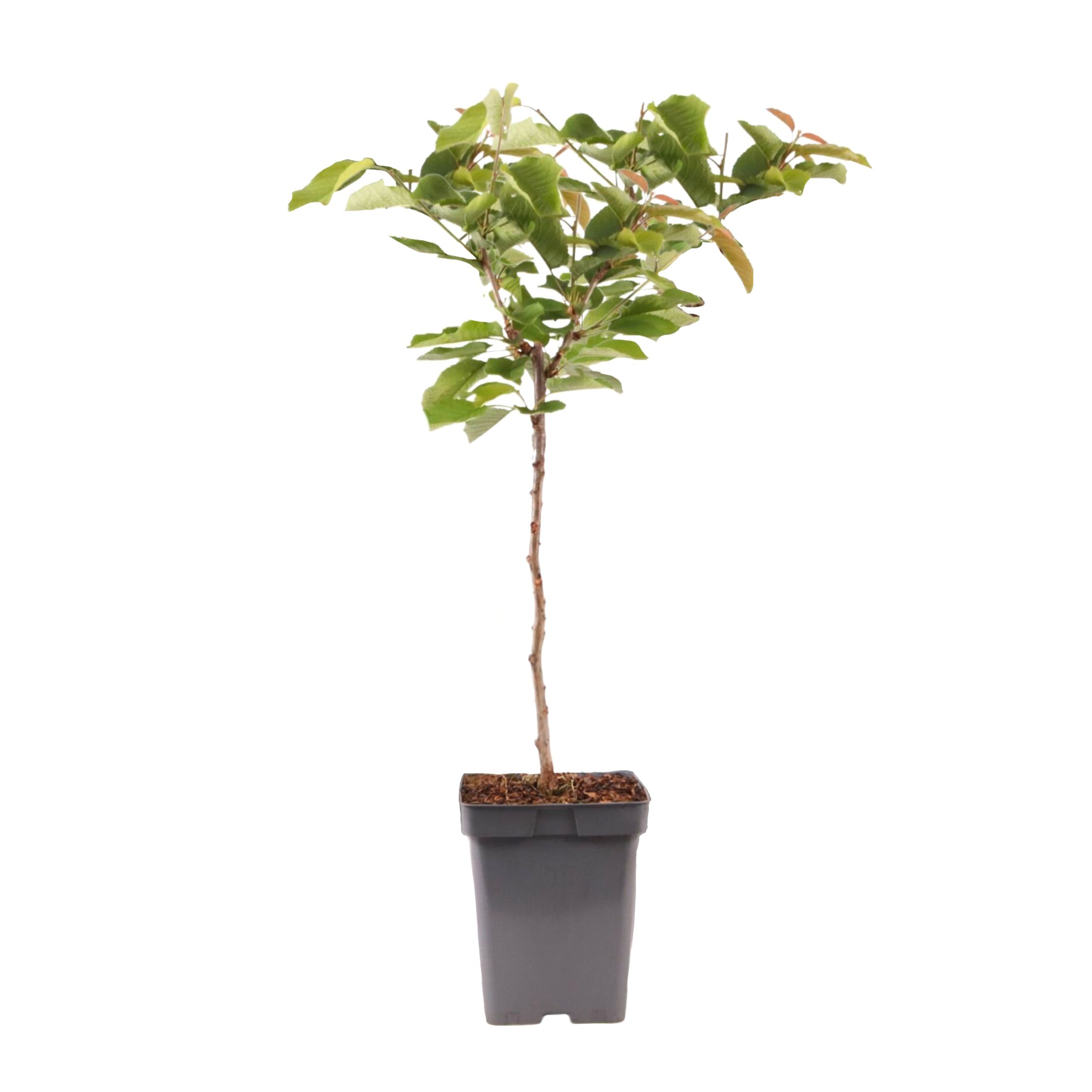 Třešeň - Prunus avium - Sladká třešeň - Výška 90-110cm - ⌀23cm