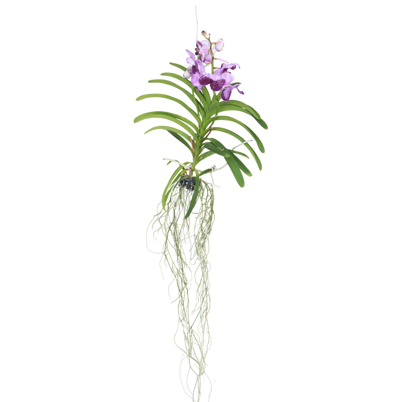 Lila Orchidee L - Vanda'Lila'- Hoogte 55-65cm afbeelding