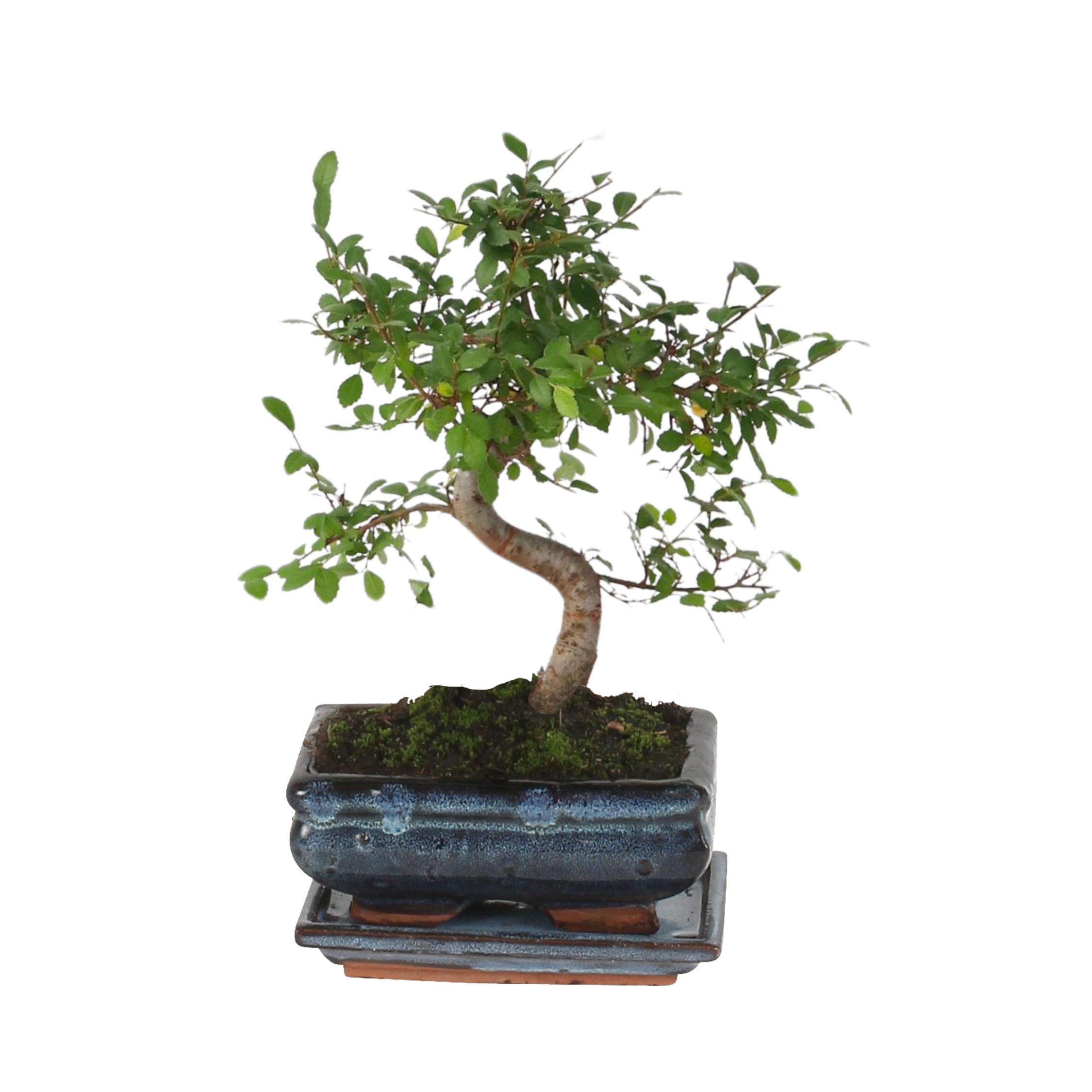 Japanse lep - Zelkova serrata - Hoogte 20-30cm -⌀20cm afbeelding
