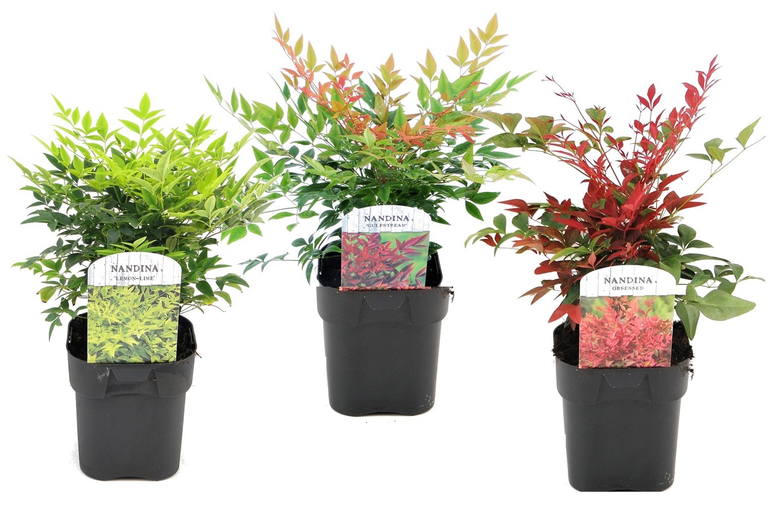 Hemelse Bamboe - Set van 3 - Nandina domestica - Hoogte 25-40cm -⌀17cm afbeelding