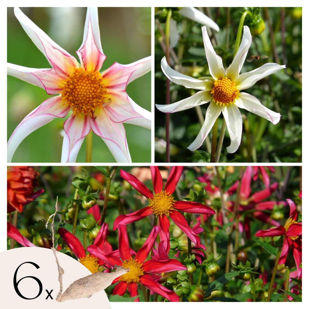 Dahliaknollen - Set van 6 - Dahlia'Honka Dark','Honka Fragile' afbeelding