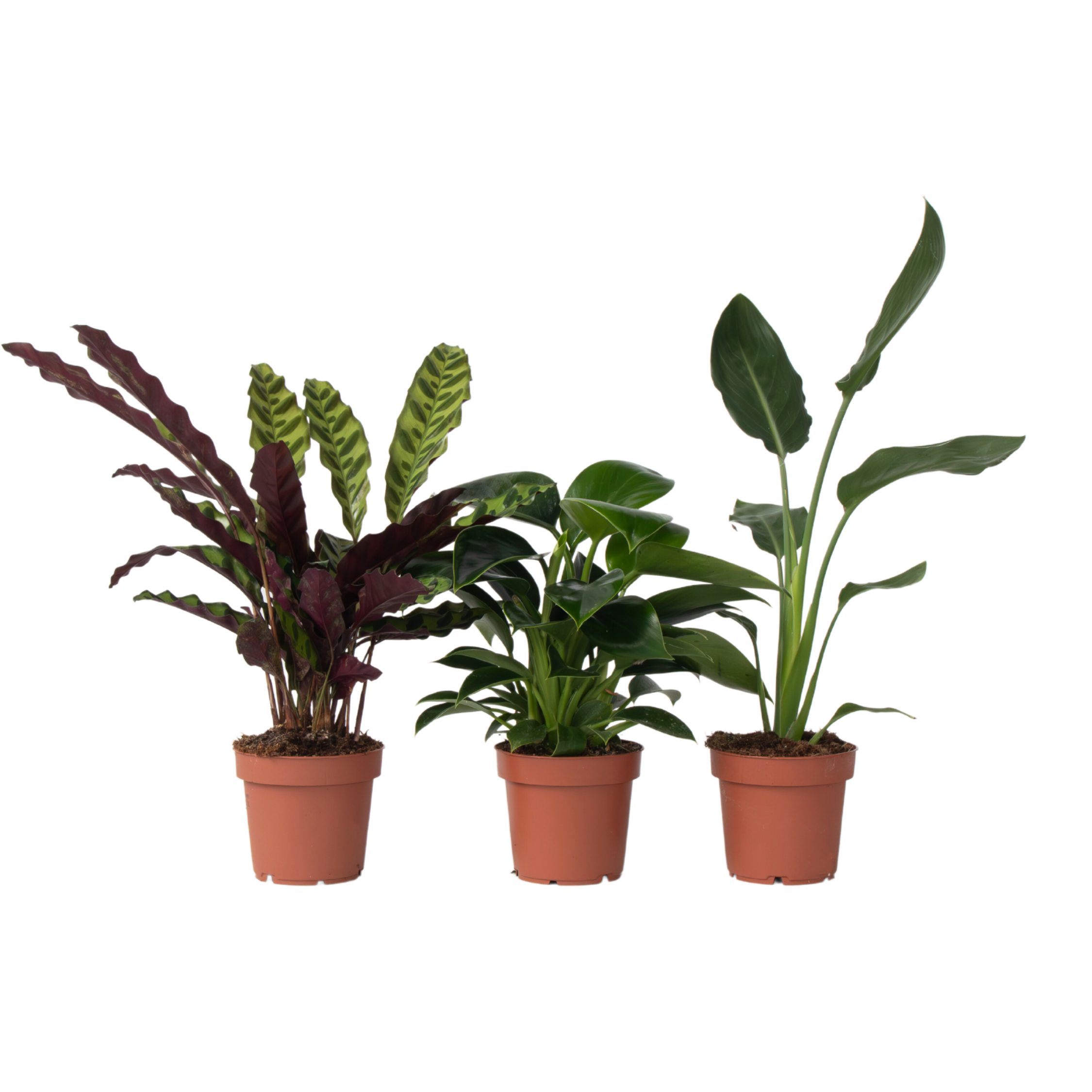 Groene Oase - Set van 3 - Kamerplantenset - Hoogte 25-40cm -⌀12cm afbeelding