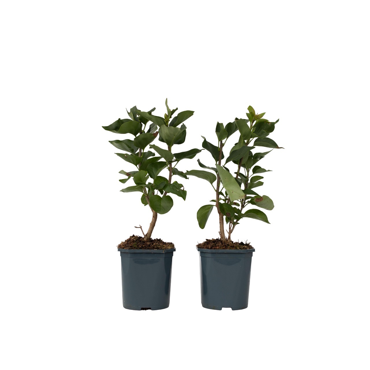 Sering - Set van 2 - Syringa vulgaris'Ludwig Spath'- Hoogte 25-40cm -⌀17cm afbeelding