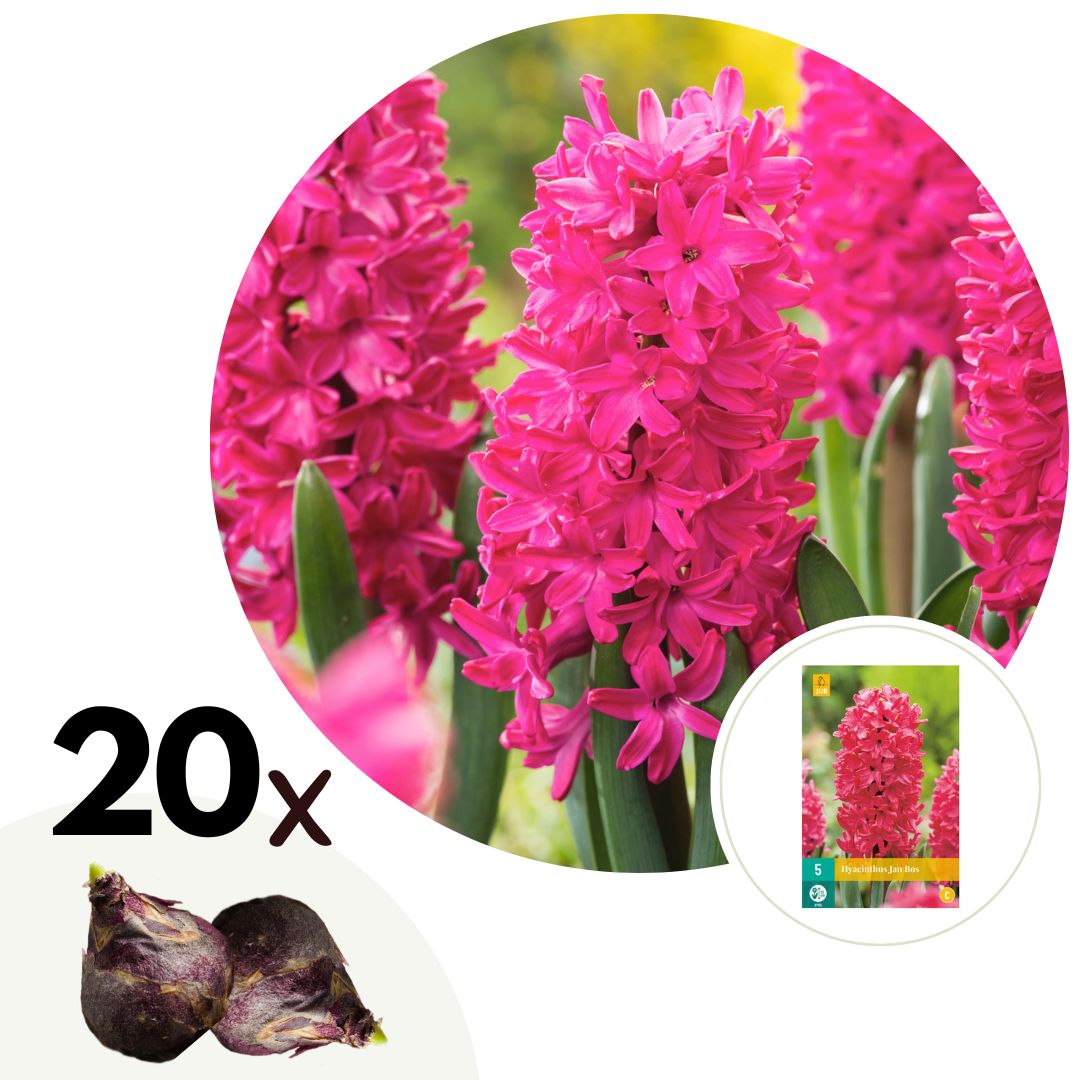 Hyacintenbollen - Set van 20 - Hyacinthus'Jan Bos'- Bloembollen - Rood afbeelding