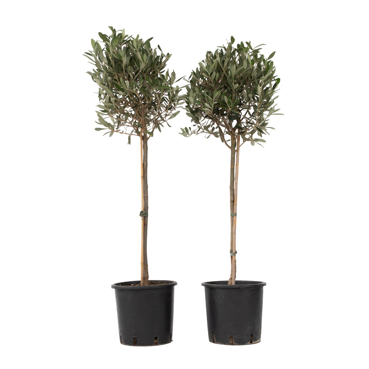 Olijfboom - Set van 2 - Olea europaea - Hoogte 90-100cm -⌀21cm afbeelding