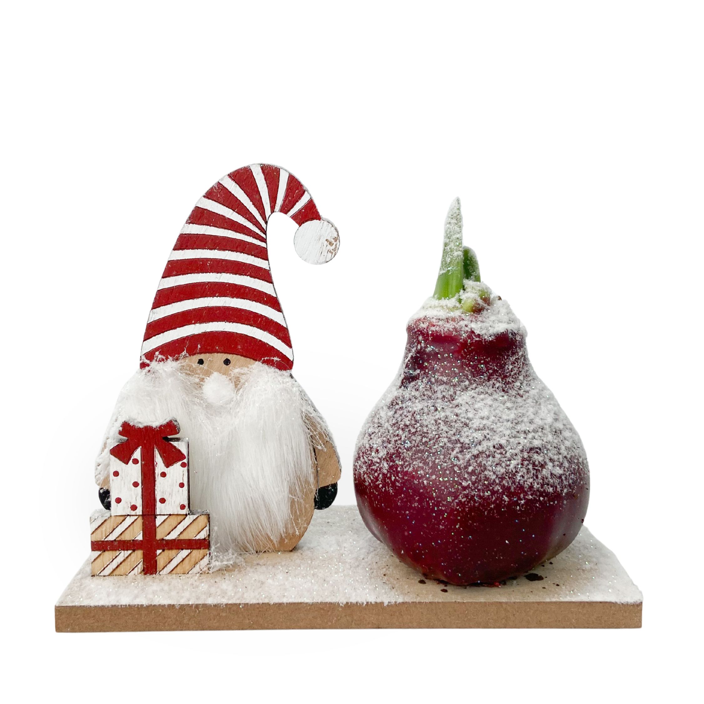 Amarylis - Hippeastrum 'Zimní říše divů Skřítek'