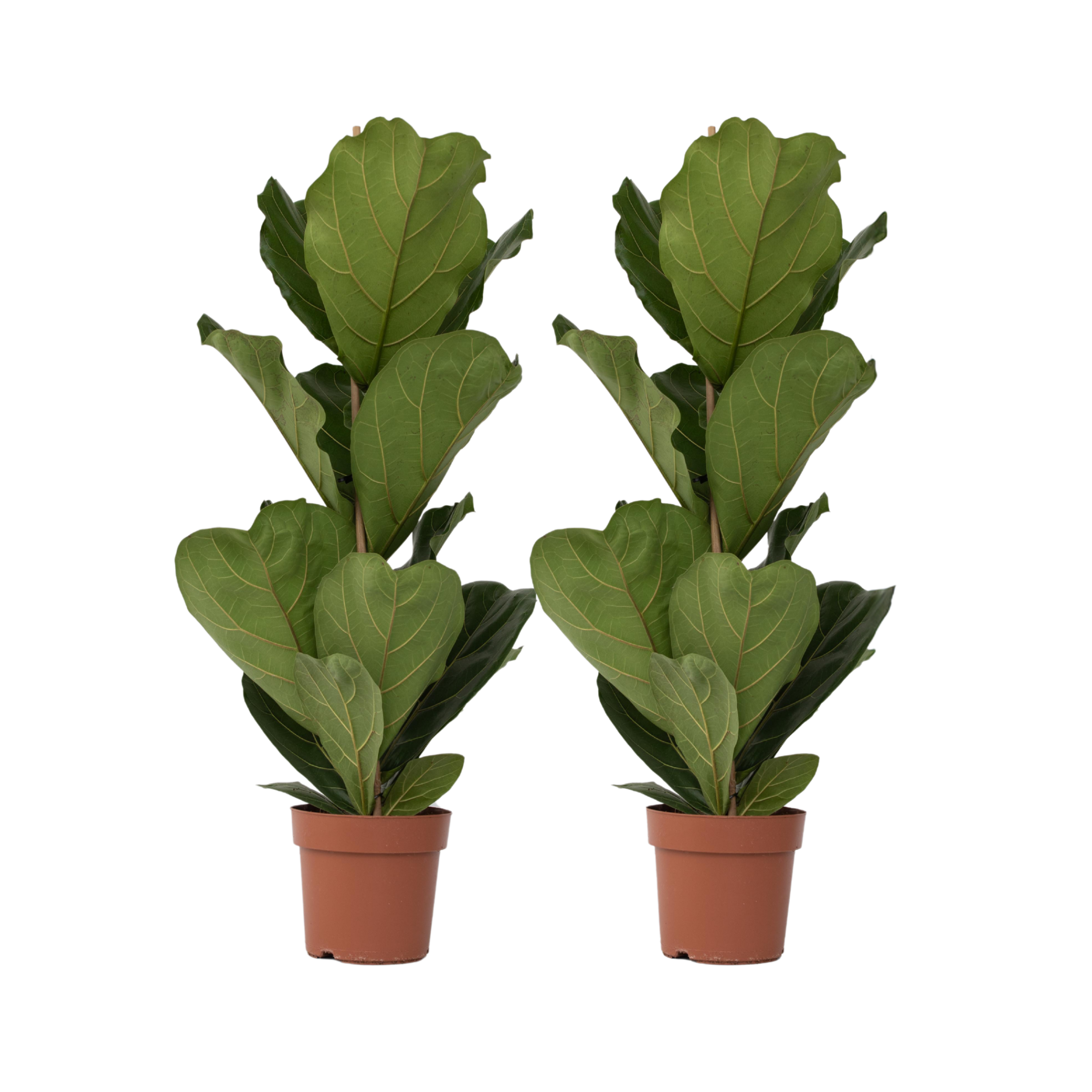 Vioolbladplant - Set van 2 - Ficus Lyrata - Hoogte 70-90cm -⌀21cm afbeelding