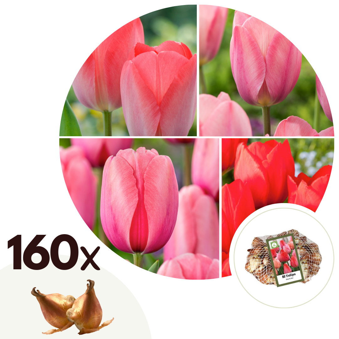 Tulpenbollen - Set van 160 - Tulipa'Salmon','Van Eijk'- Bloembollen - Rood afbeelding
