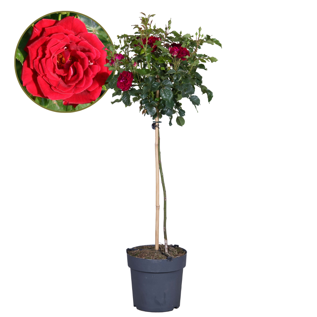 Rode stamrozen - Rosa palace‘Pride'- Hoogte 80-100cm -⌀19cm afbeelding