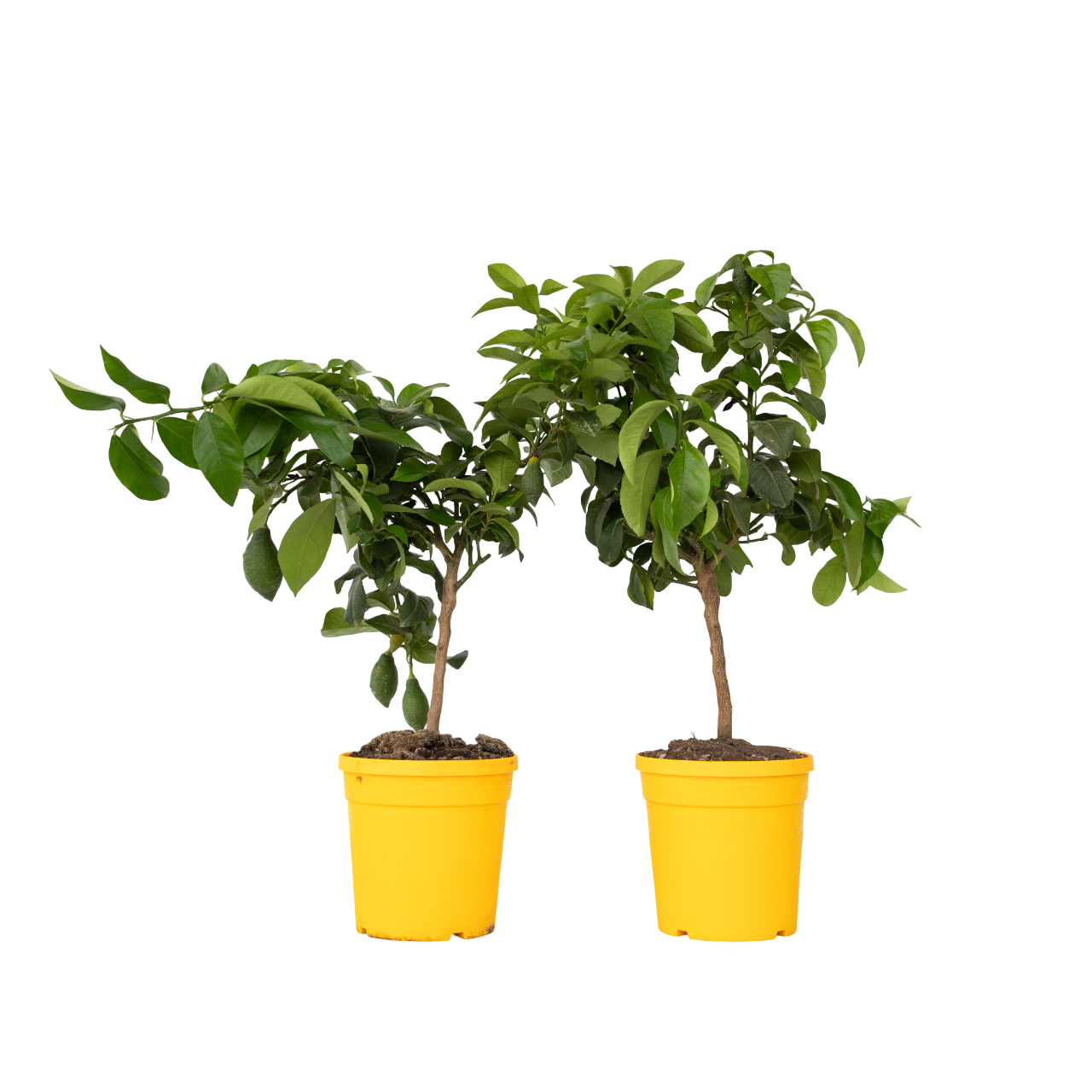 Citroenboom - Set van 2 - Citrus limon - Hoogte 60-70cm -⌀19cm afbeelding