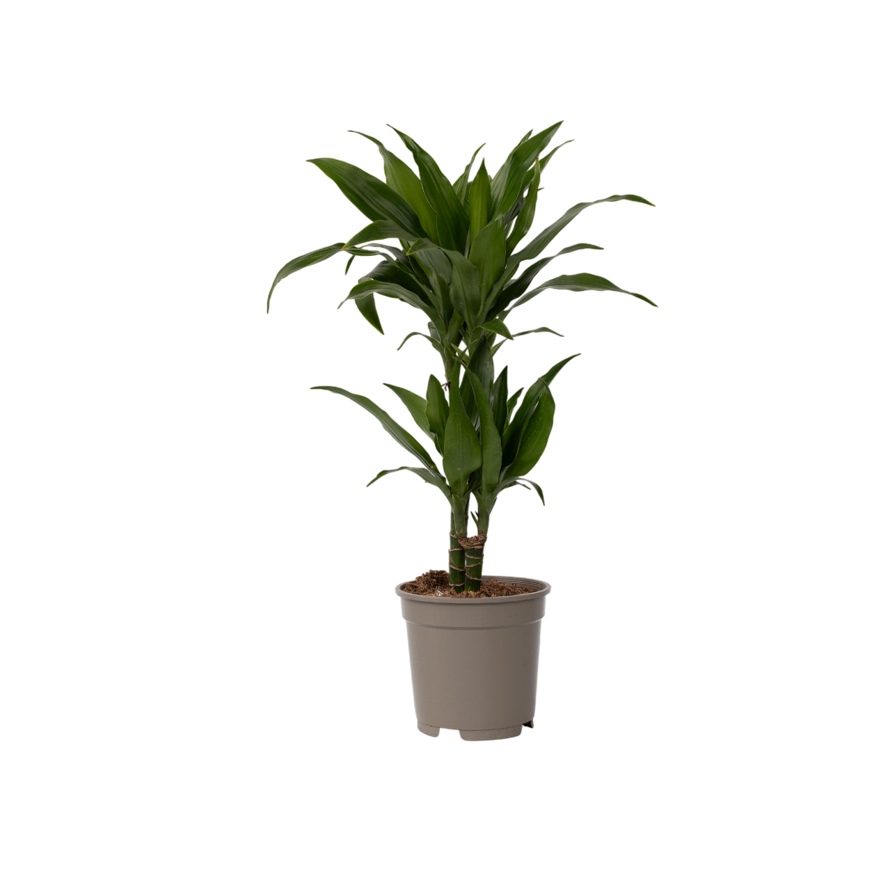 Drakenbloedboom - Dracaena deremensis'Janet Craig'- Hoogte 60-70cm -⌀17cm afbeelding