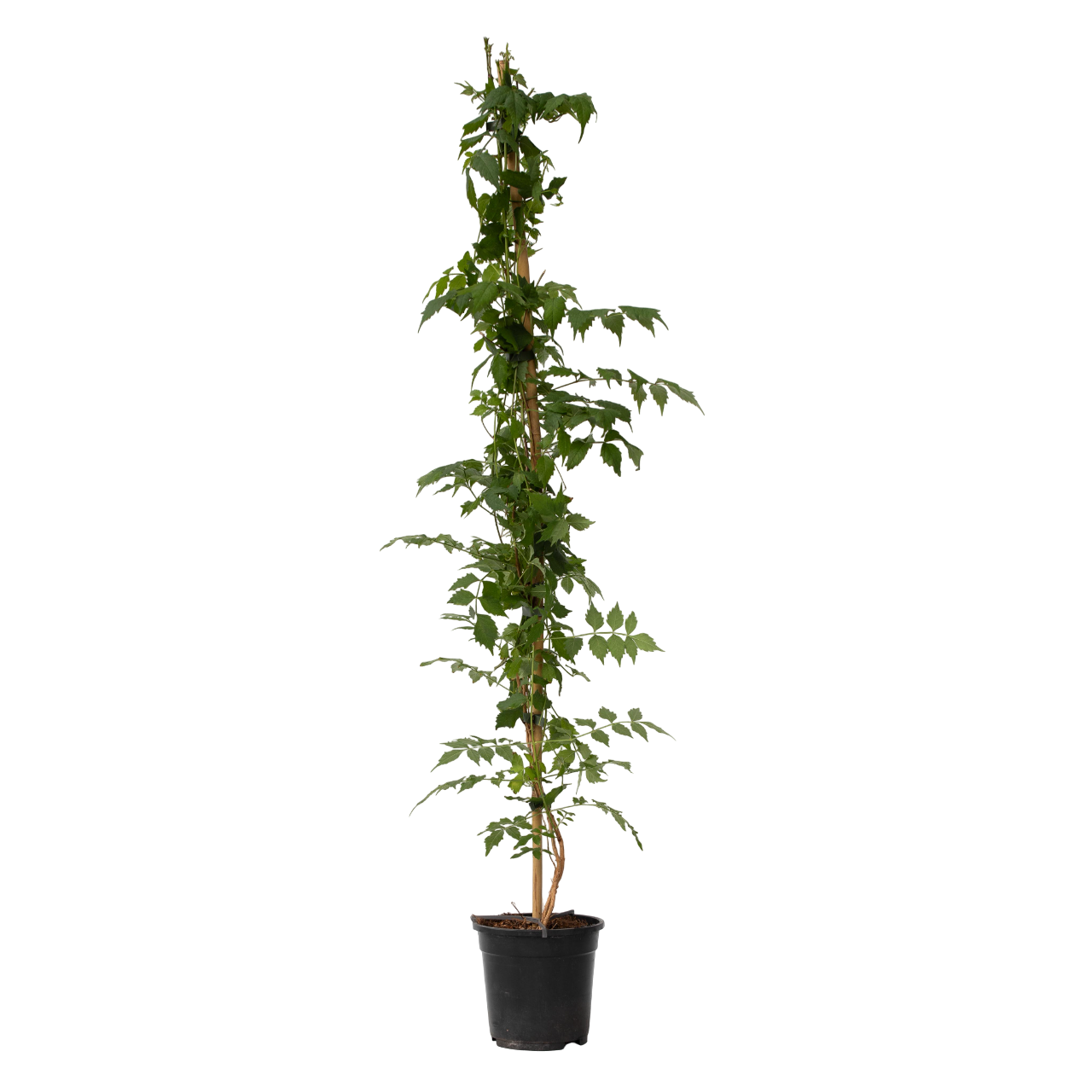 Trompetbloem - Campsis taglibuana'Mme Galen'- Hoogte 110-120cm -⌀17cm afbeelding