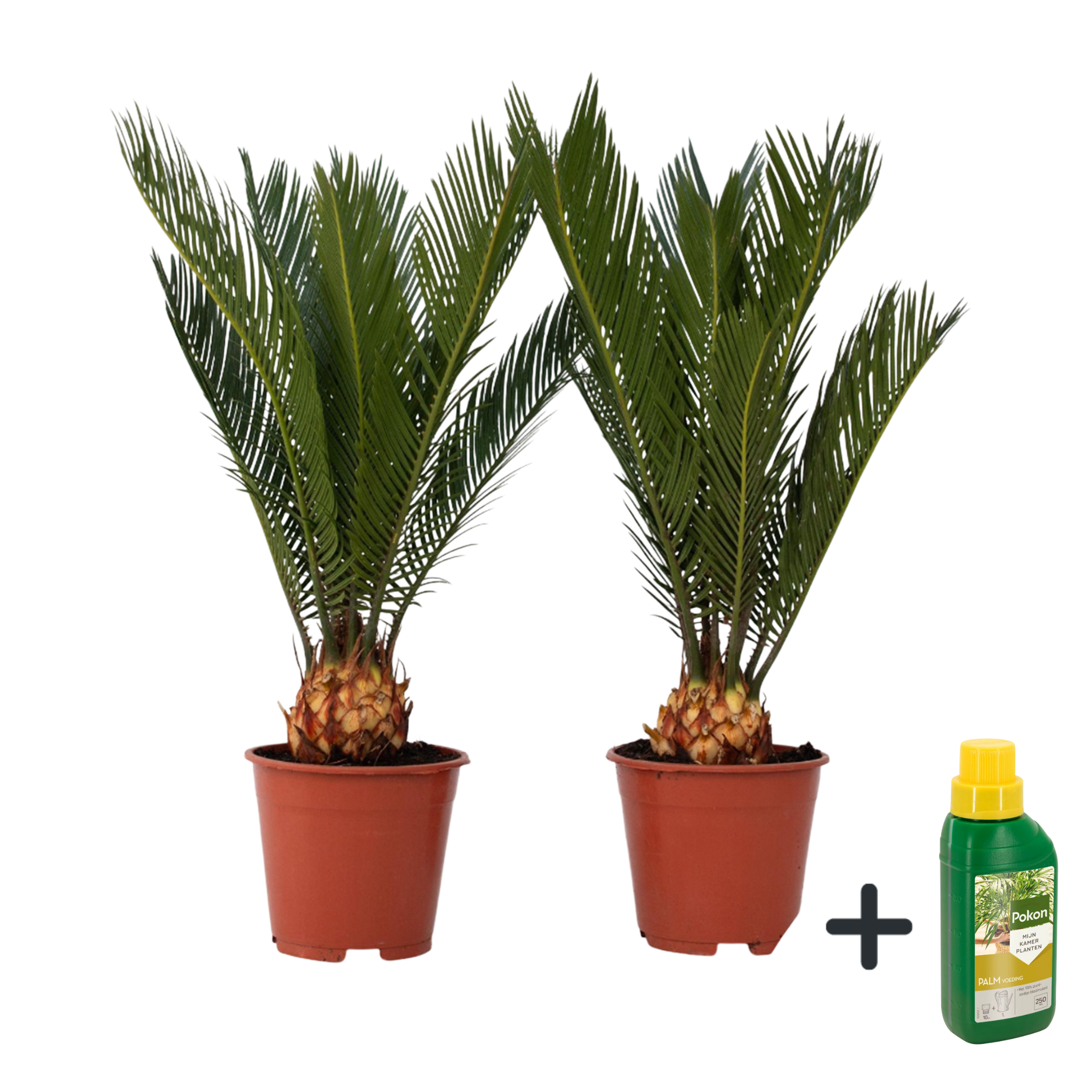 Vredespalm met voeding - Set van 2 - Cycas revoluta - Hoogte 45-60cm -⌀15cm afbeelding