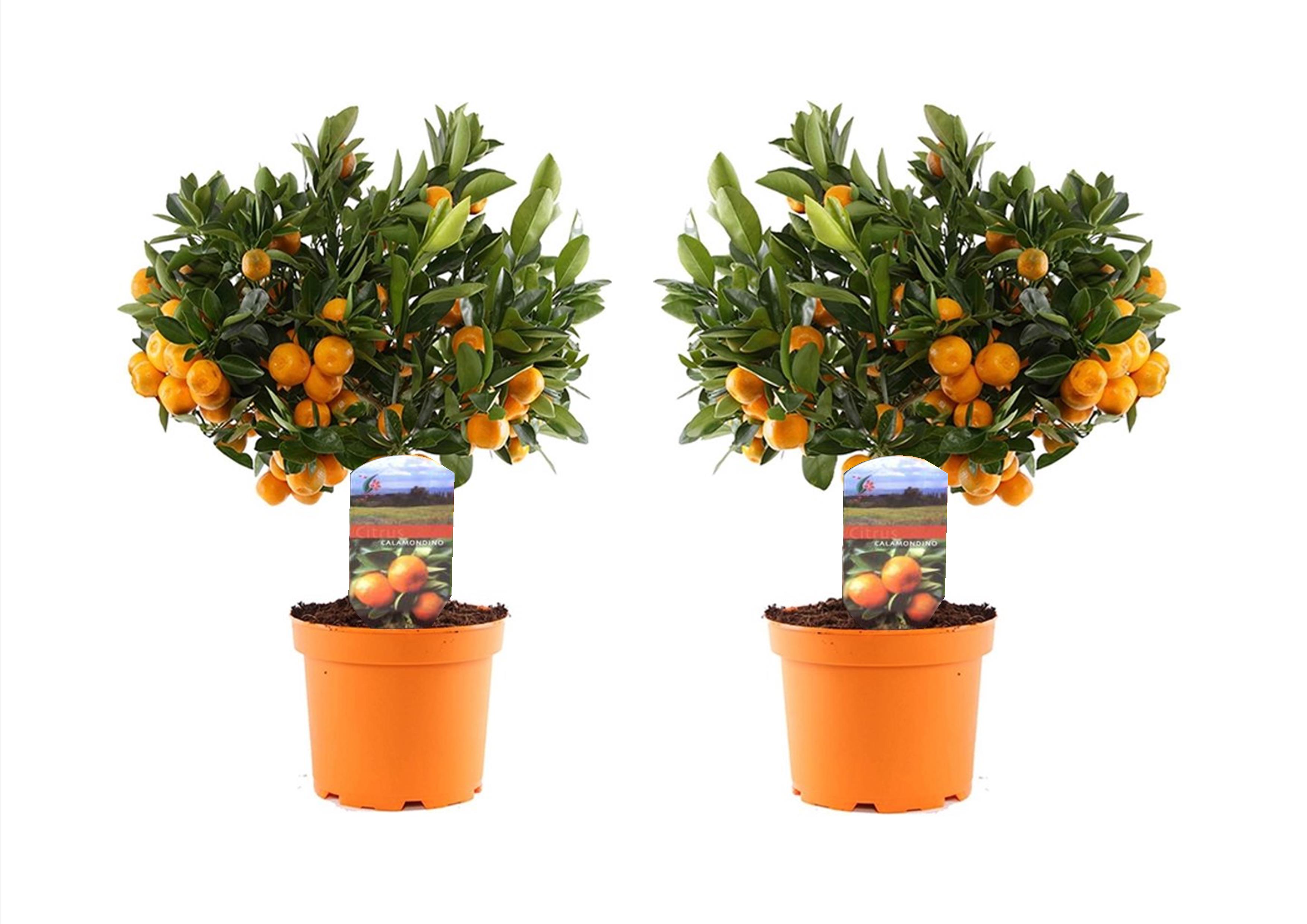 Sinaasappelboom - Set van 2 - Citrus'Calamondin'- Hoogte 35-40cm -⌀14cm afbeelding
