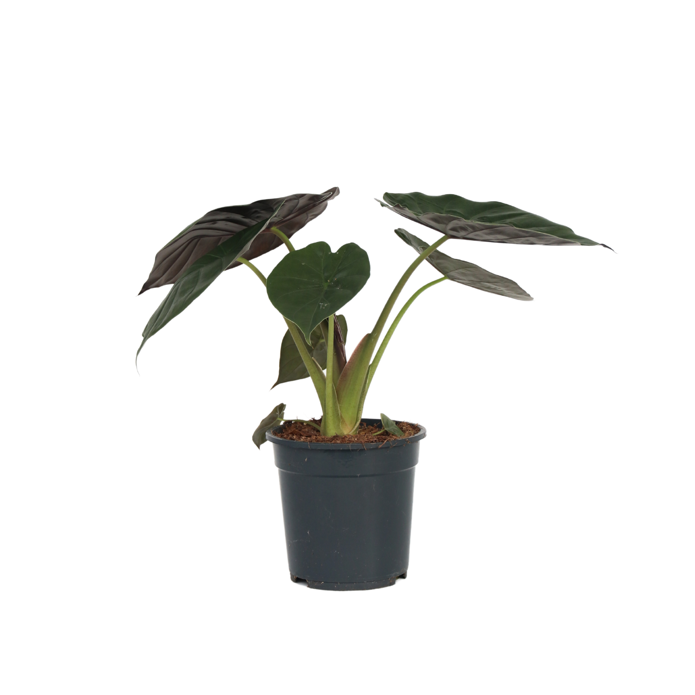 Olifantsoor - Alocasia Wentii - Hoogte 70-80cm -⌀19cm afbeelding