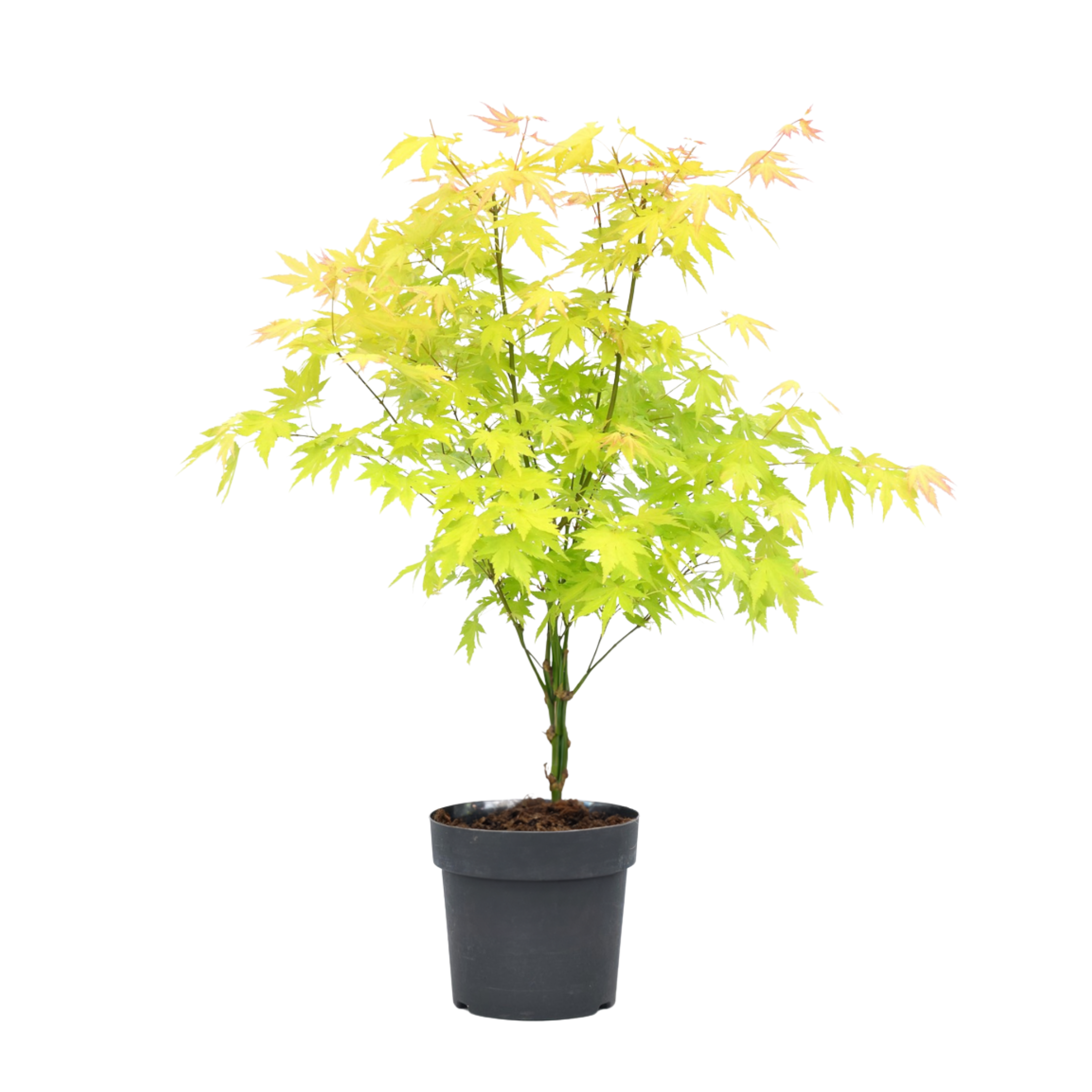 Japanse Esdoorn - Acer palmatum'Orange Dream'- Hoogte 60-70cm -⌀19cm afbeelding