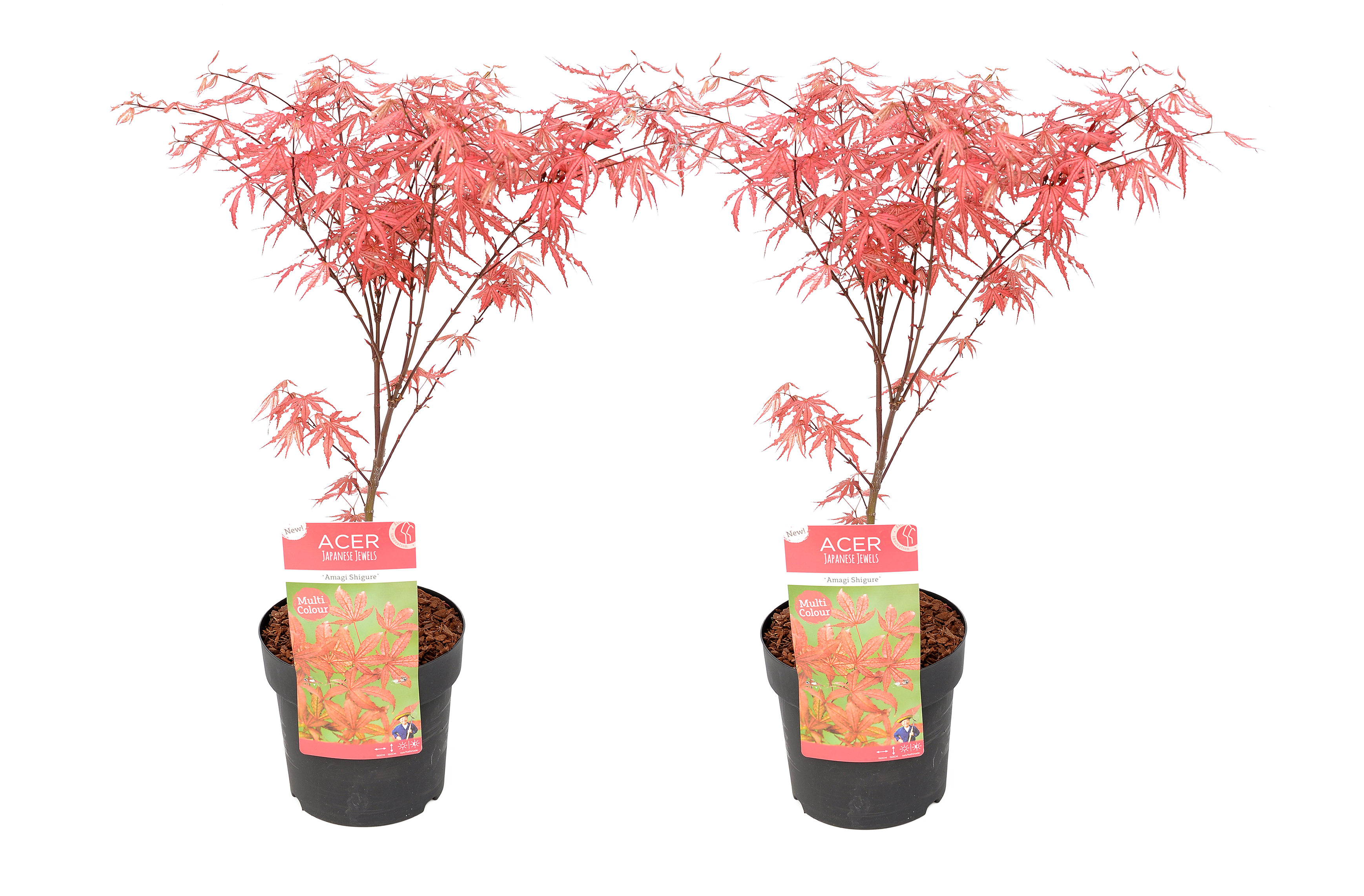 Japanse Esdoorn - Set van 2 - Acer'Amagi-shigure'- Hoogte 30-40cm -⌀13cm afbeelding