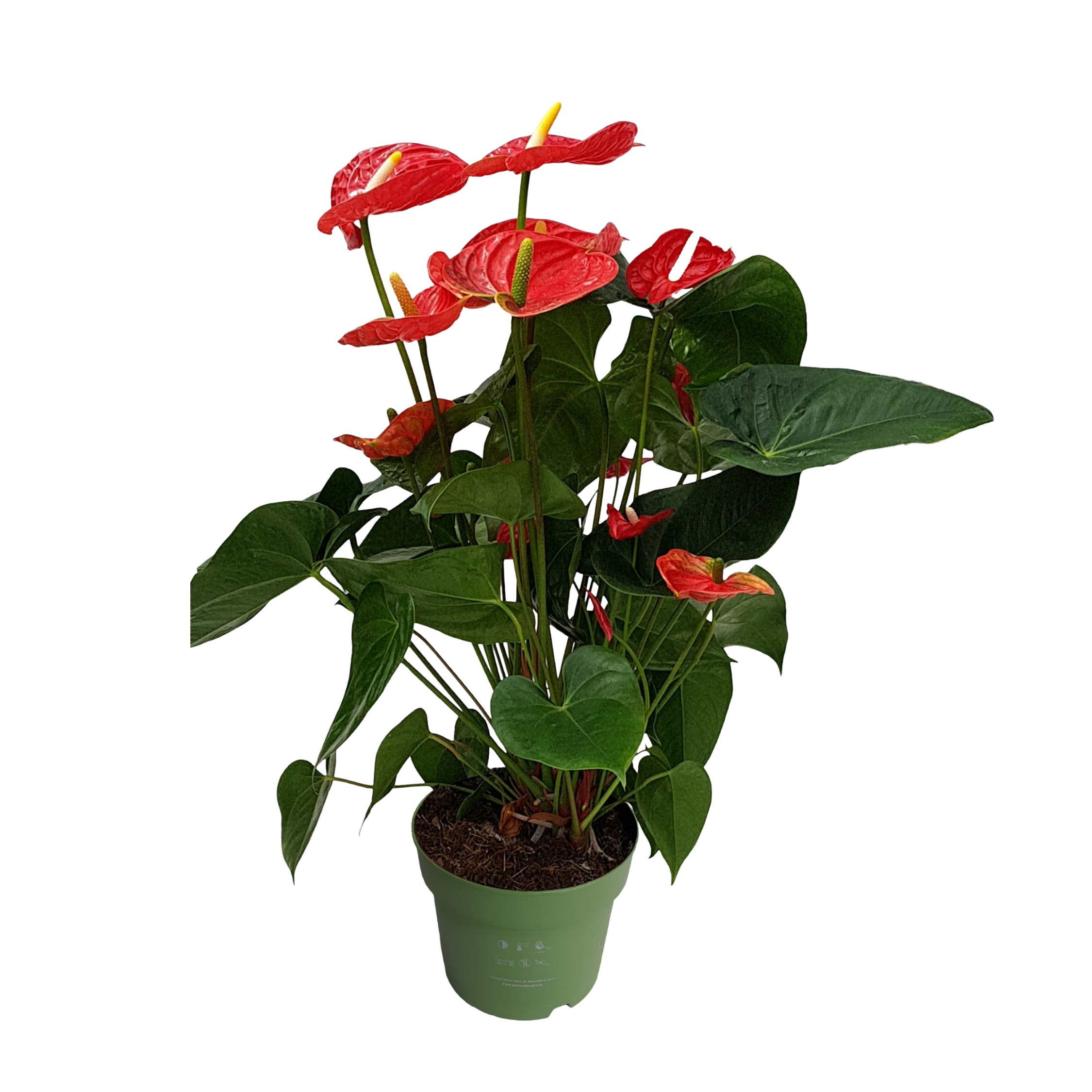 Flamingoplant - Anthurium'Madural Red'- Hoogte 55-70cm -ø17cm afbeelding