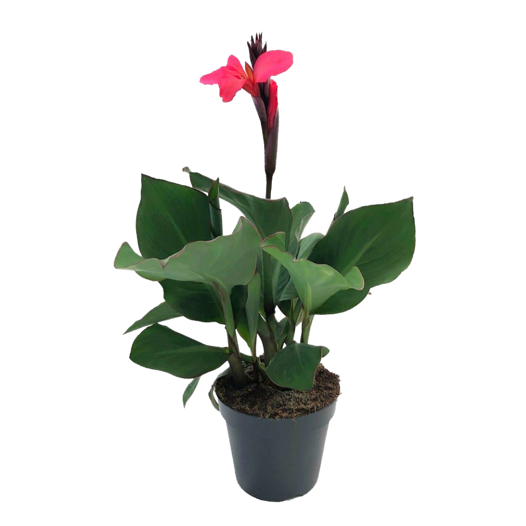 Bloemriet - Canna'Cannova'- Hoogte 35-45cm -⌀17cm afbeelding