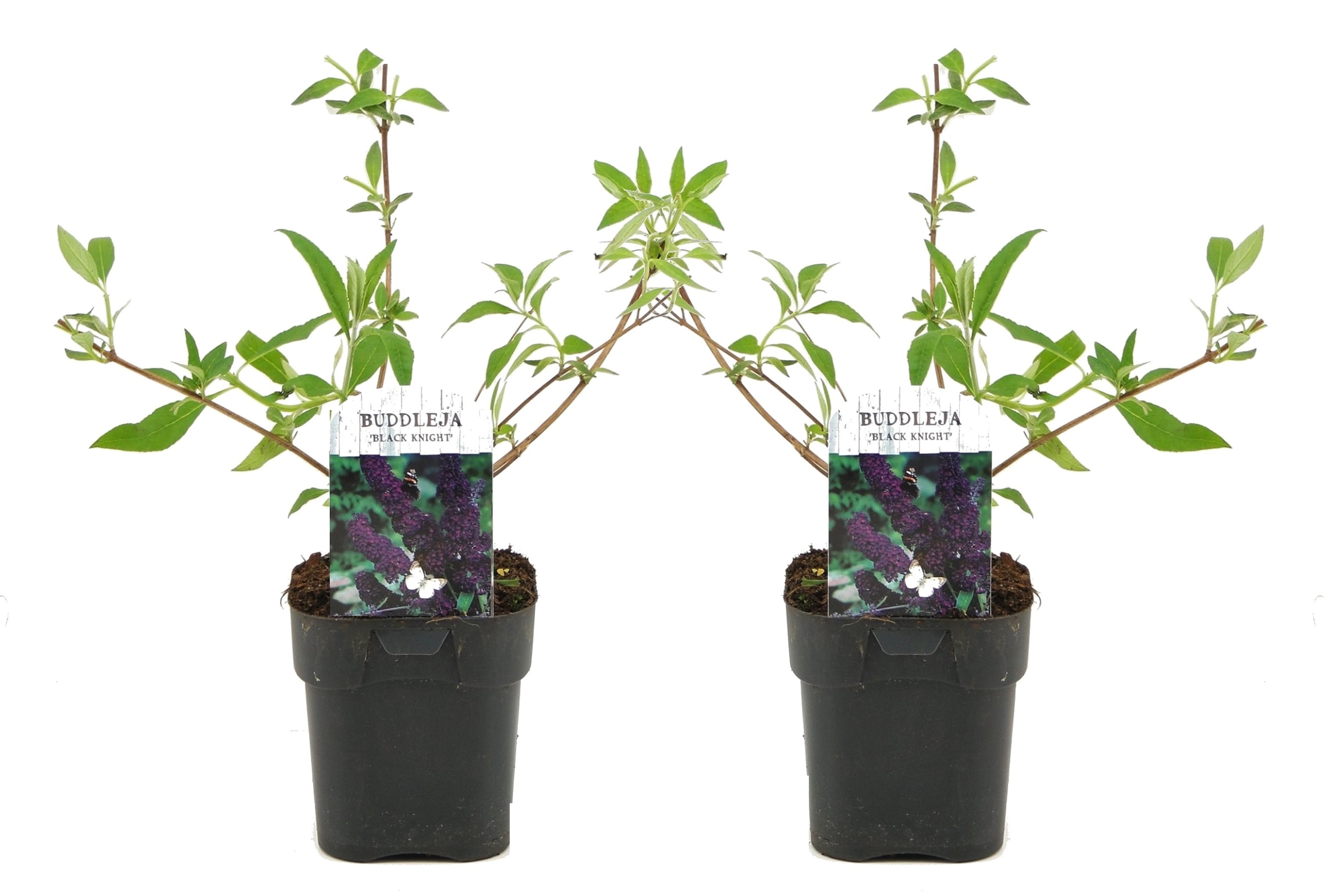 Vlinderstruik - Set van 2 - Buddleja'Black Knight'- Hoogte 30-40cm -⌀17cm afbeelding