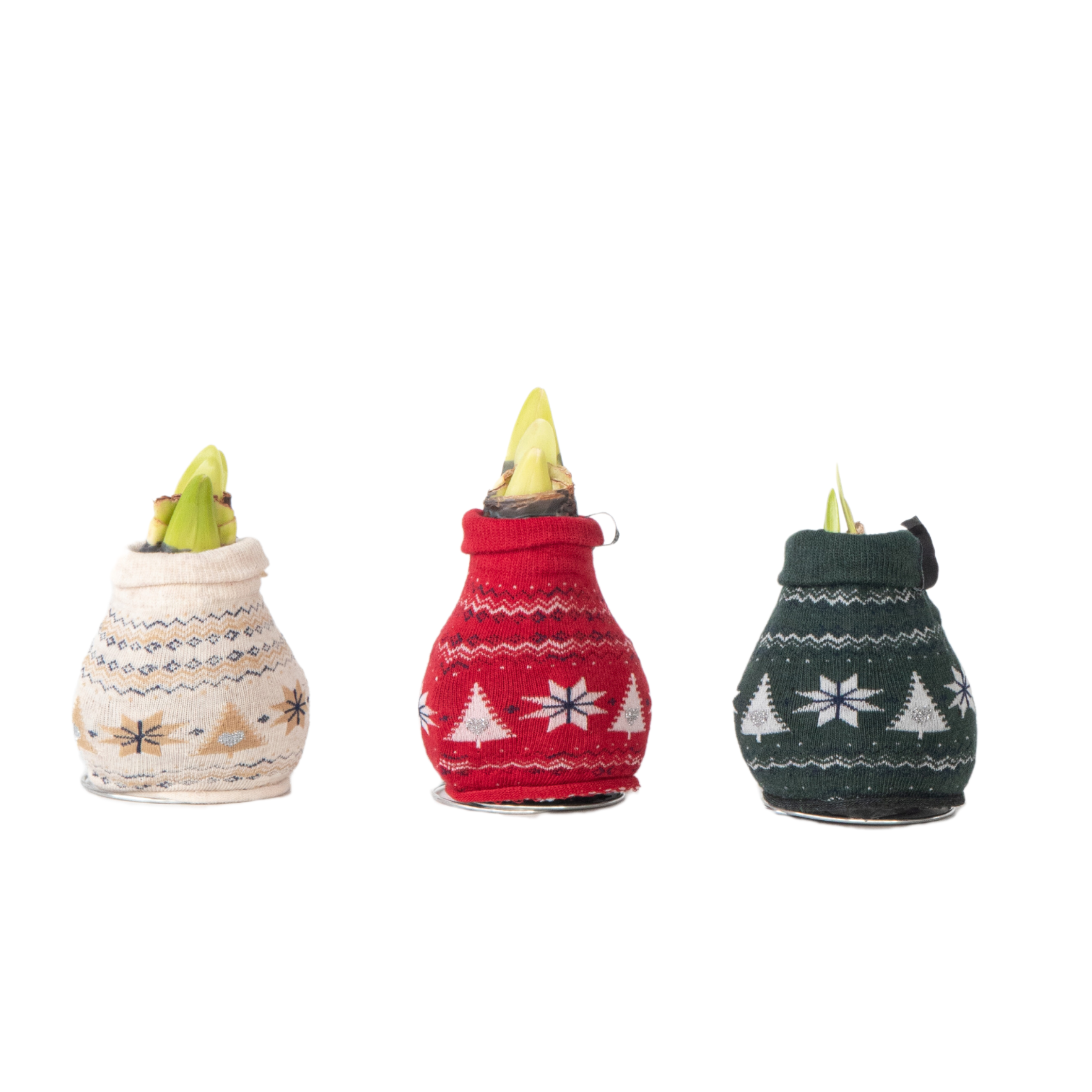 Amaryllis - Set van 3 - Hippeastrum'Christmas Sweater'- Bloembol - Rood afbeelding