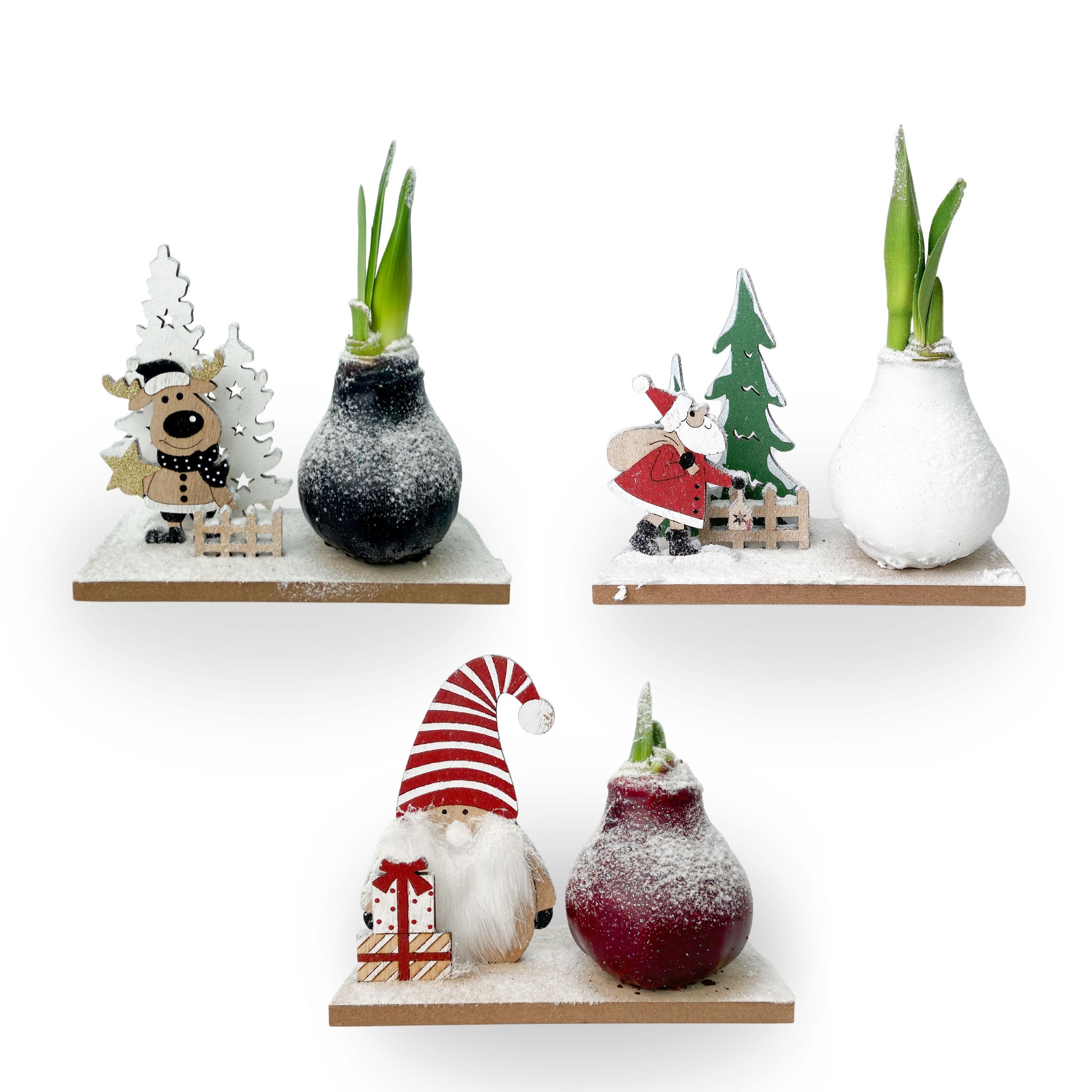 Amarylis - Sada 3 ks - Hippeastrum 'Zimní říše divů Mix'