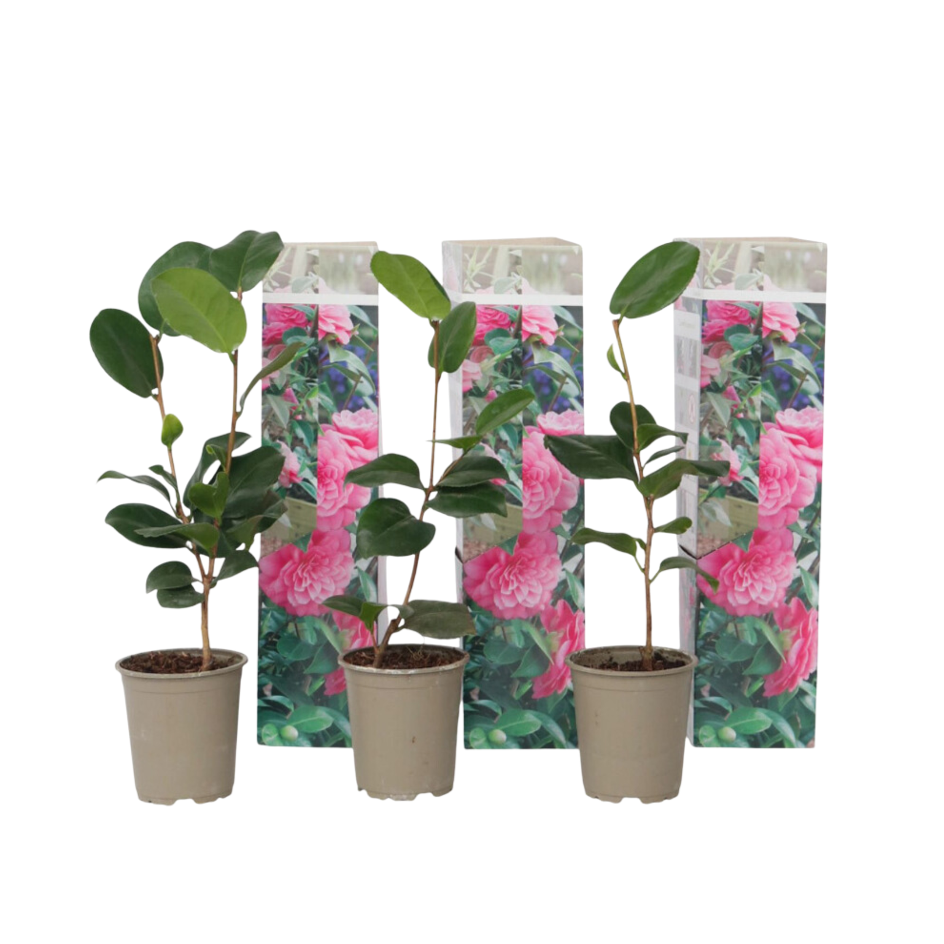 Japanse Roos - Set van 3 - Camellia japonica'Bonomiana'- Hoogte 25-40cm -⌀9cm afbeelding