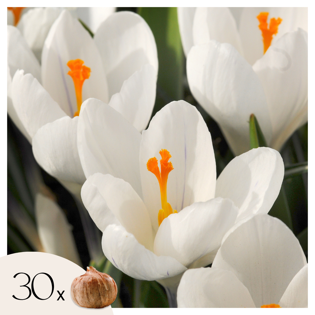 Krokusbollen - Set van 30 - Crocus'White'- Bloembollen - Wit afbeelding