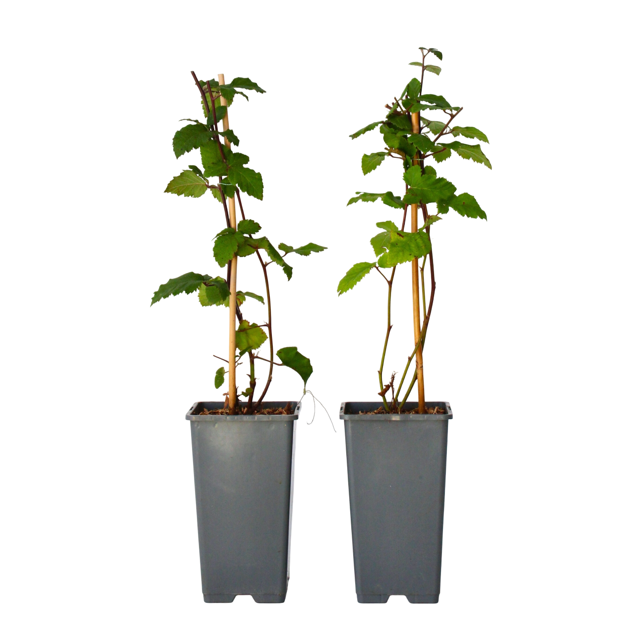 Bramenplant - Set van 2 - Rubus fruticosus'Thornfree'- Hoogte 50-60cm -⌀15cm afbeelding
